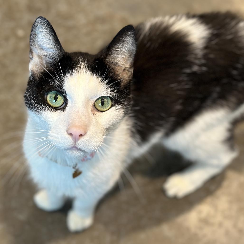 Enlarge Mr Wilson, a Adoptable Domestic Short Hair in Matteson, IL image 1/5