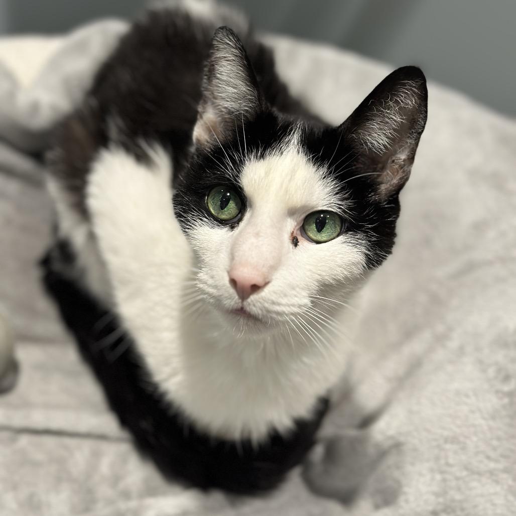 Enlarge Mr Wilson, a Adoptable Domestic Short Hair in Matteson, IL image 2/5