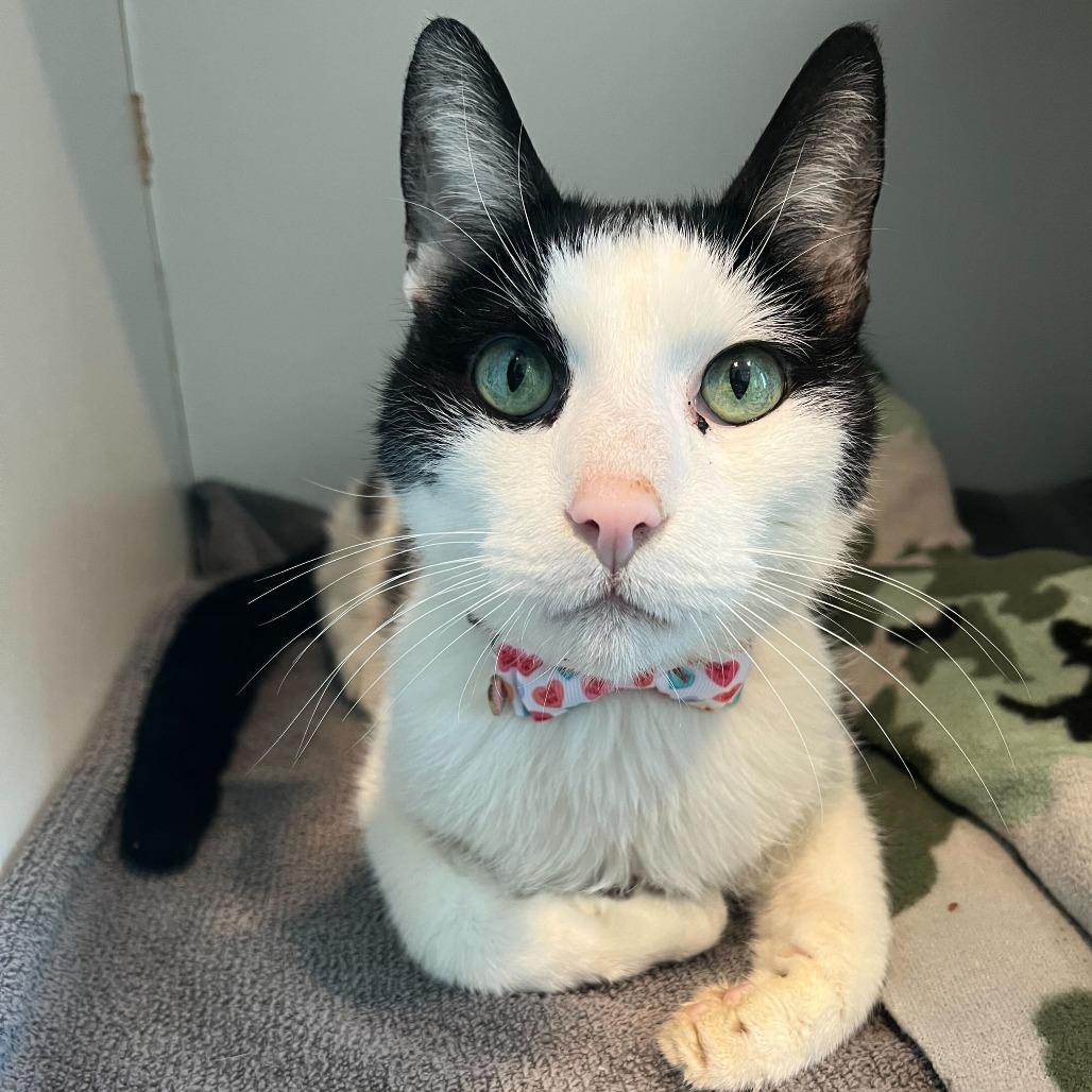 Mr Wilson, Adoptable, Senior Male Domestic Short Hair.