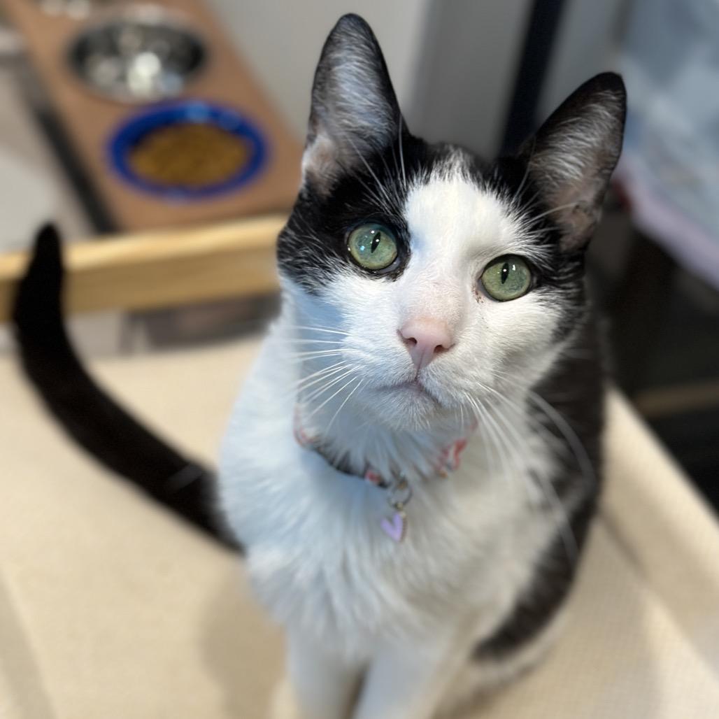 Enlarge Mr Wilson, a Adoptable Domestic Short Hair in Matteson, IL image 4/5