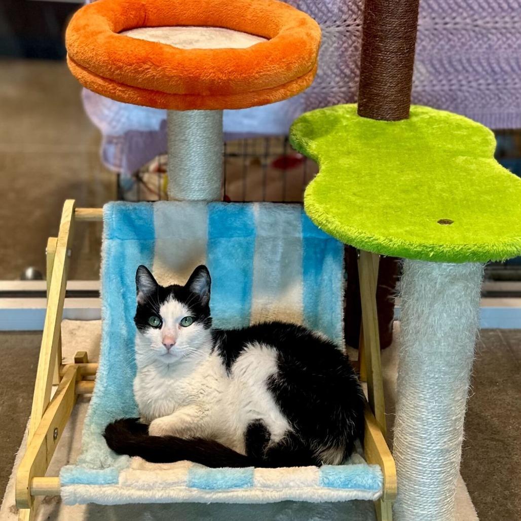 Enlarge Mr Wilson, a Adoptable Domestic Short Hair in Matteson, IL image 5/6