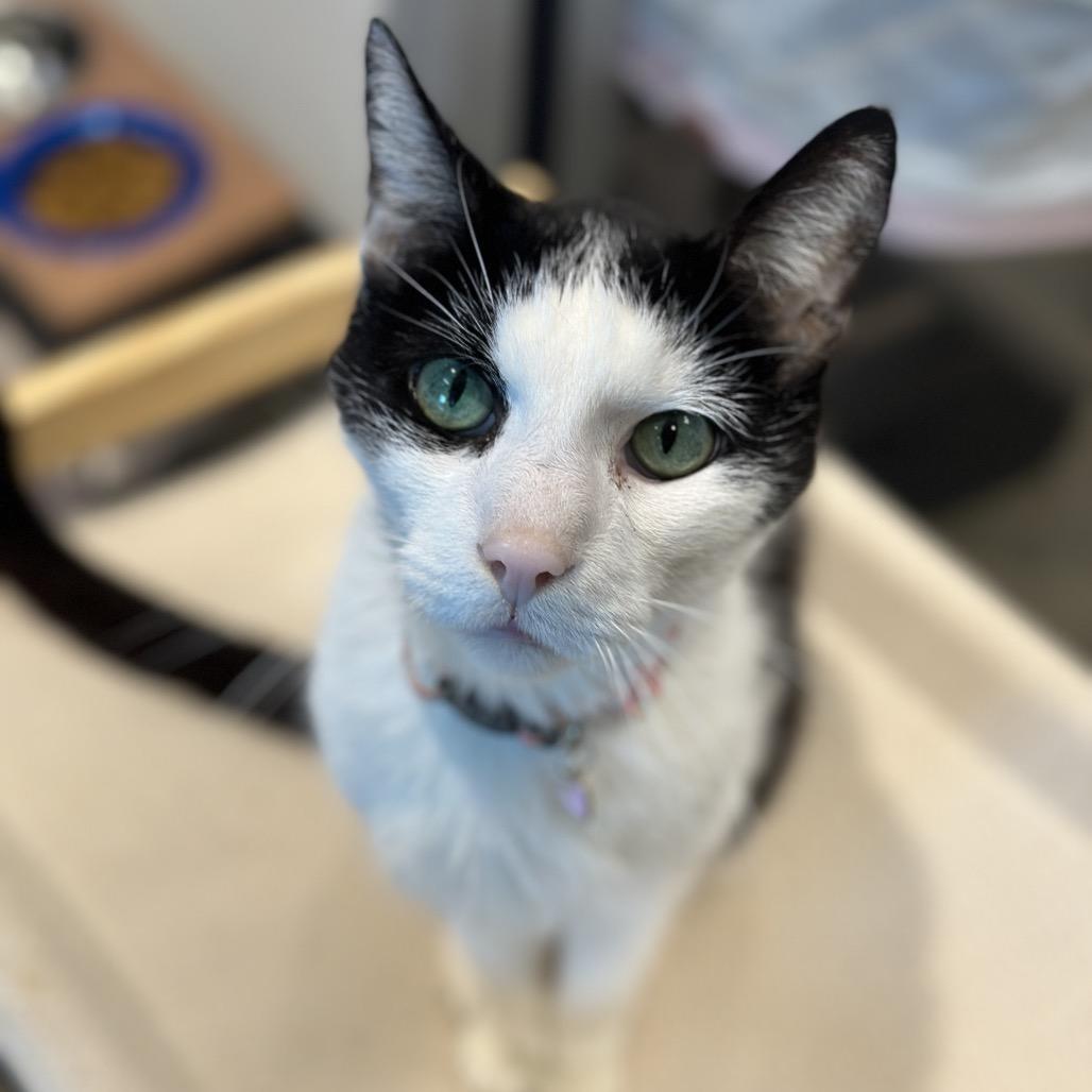 Enlarge Mr Wilson, a Adoptable Domestic Short Hair in Matteson, IL image 5/5