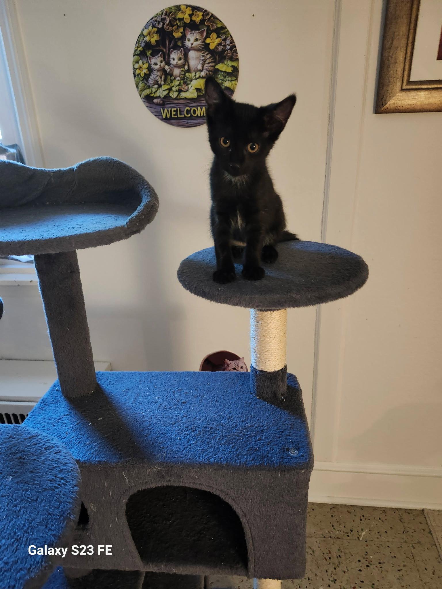 Jackson Gray, Adoptable, Kitten Male Domestic Short Hair.