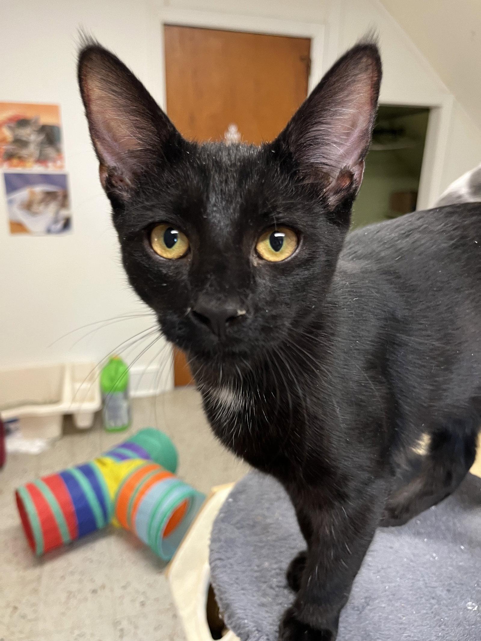 Enlarge Jackson Gray, a Adoptable Domestic Short Hair in Trenton, NJ image 2/3