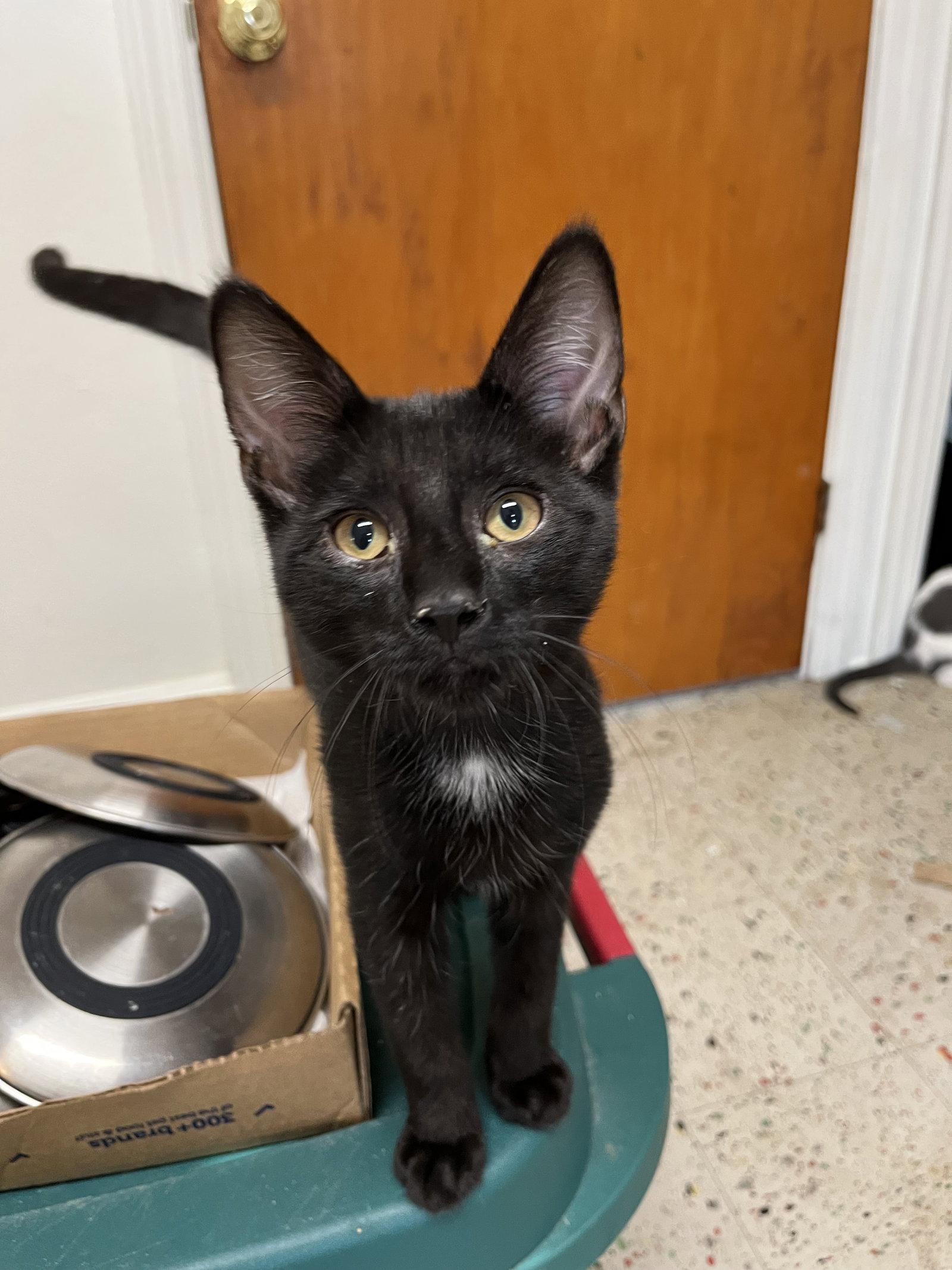 Enlarge Jackson Gray, a Adoptable Domestic Short Hair in Trenton, NJ image 3/3