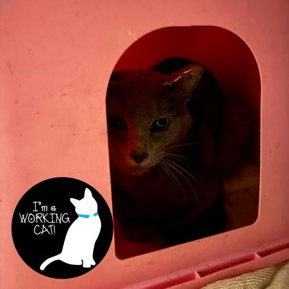 Enlarge Benjamin, a Adoptable Domestic Short Hair in Janesville, WI image 1/1