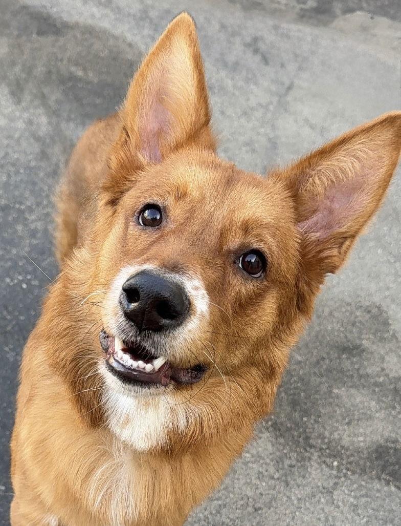 Enlarge Jaycee CA, a Adoptable Collie in Hillside, IL image 1/2