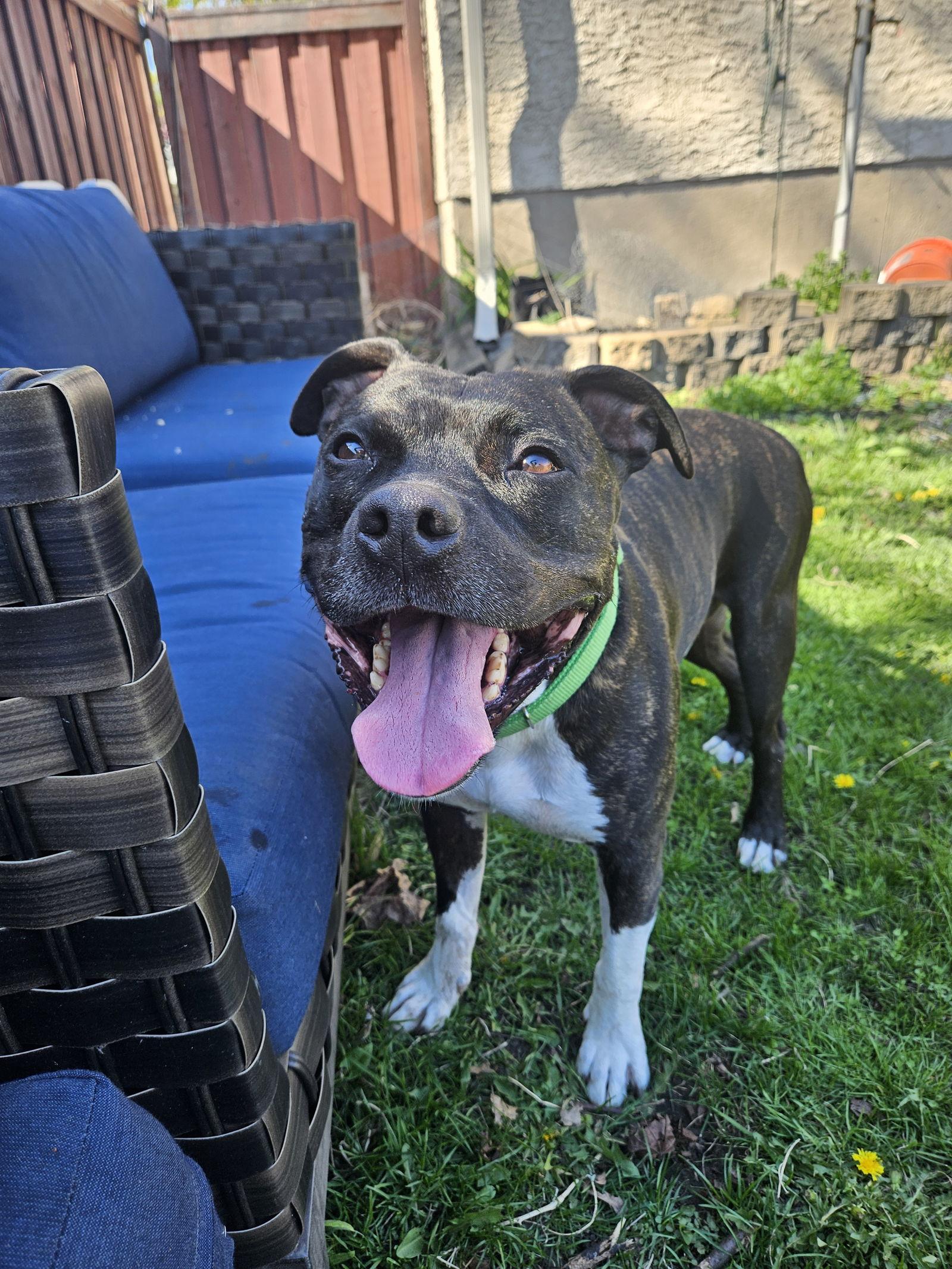 Flex D5993, Adoptable, Adult Male Pit Bull Terrier.