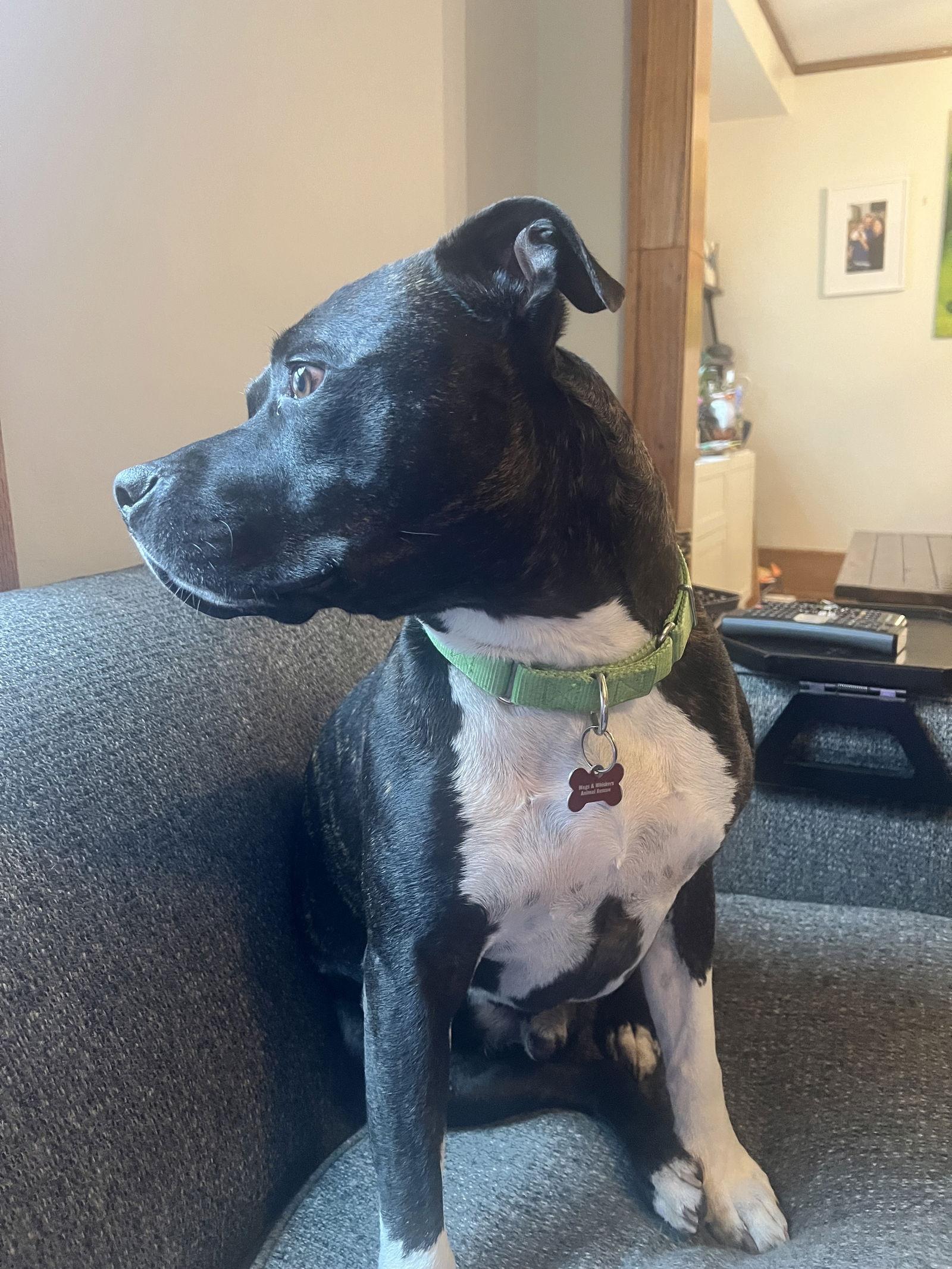 Enlarge Flex D5993, a Adoptable Pit Bull Terrier in minneapolis, MN image 2/3