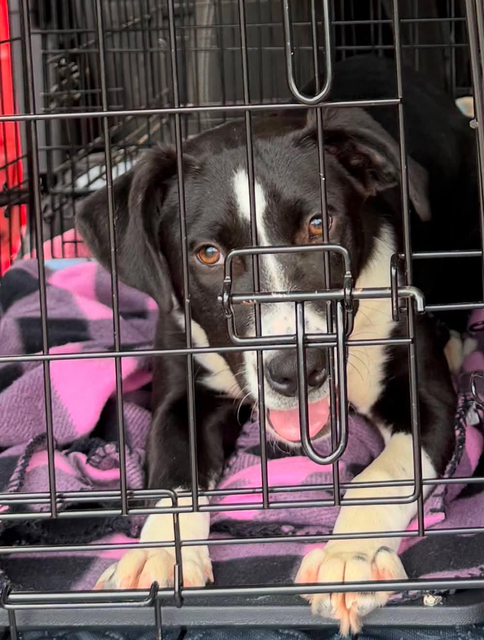 Mia, an adopted mixed breed in Sheboygan, WI image 3/4