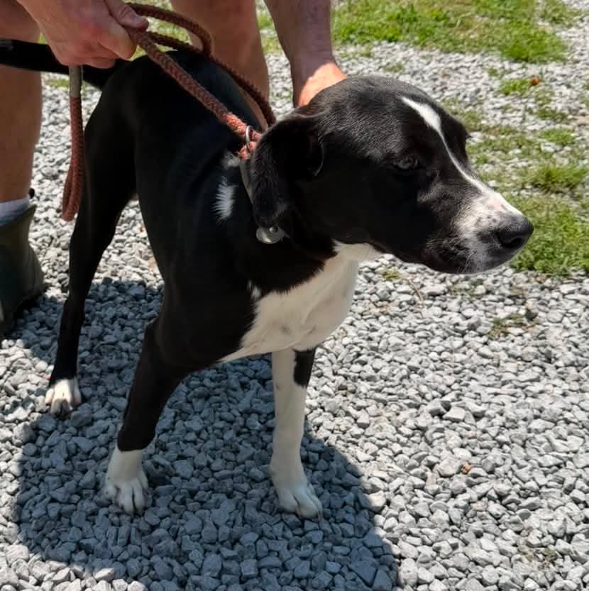 Mia, an adopted mixed breed in Sheboygan, WI image 2/4