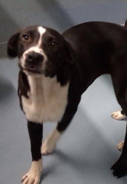 Mia, adopted, Young Female Labrador Retriever.