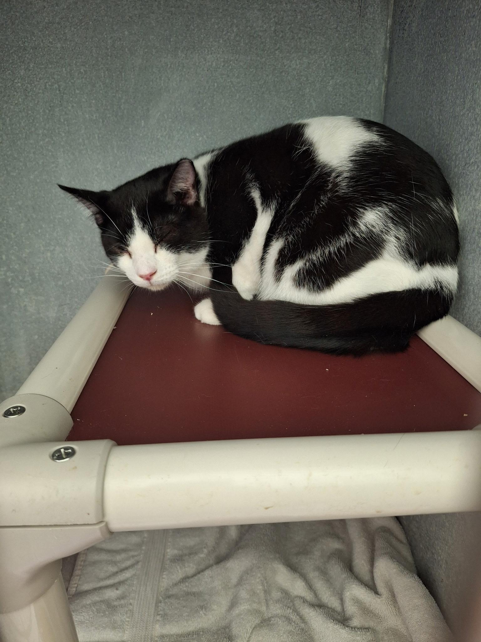 Enlarge Batman, a Adoptable Domestic Short Hair in Morris, MN image 3/3