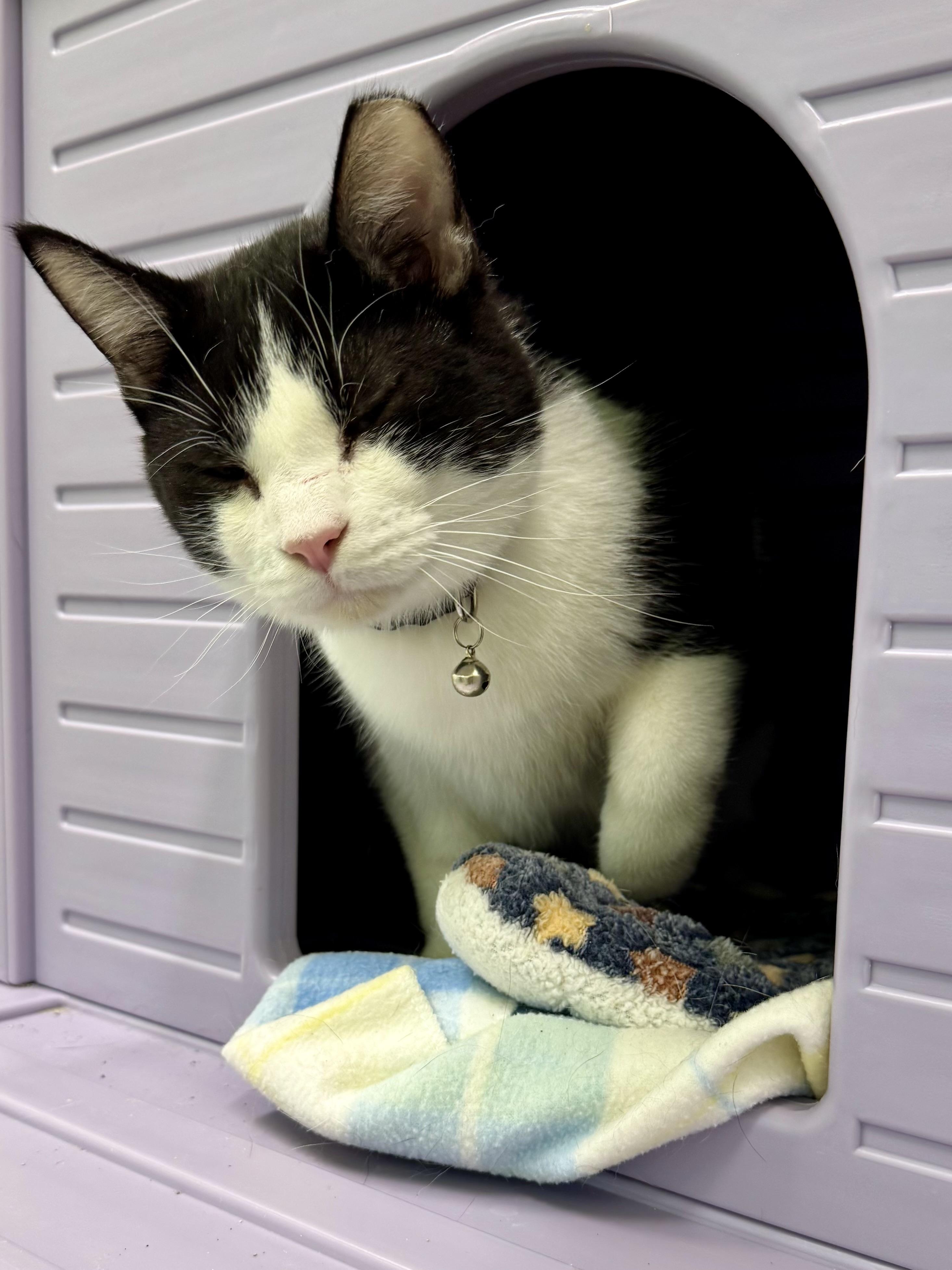 Batman, Adoptable, Adult Female Domestic Short Hair.