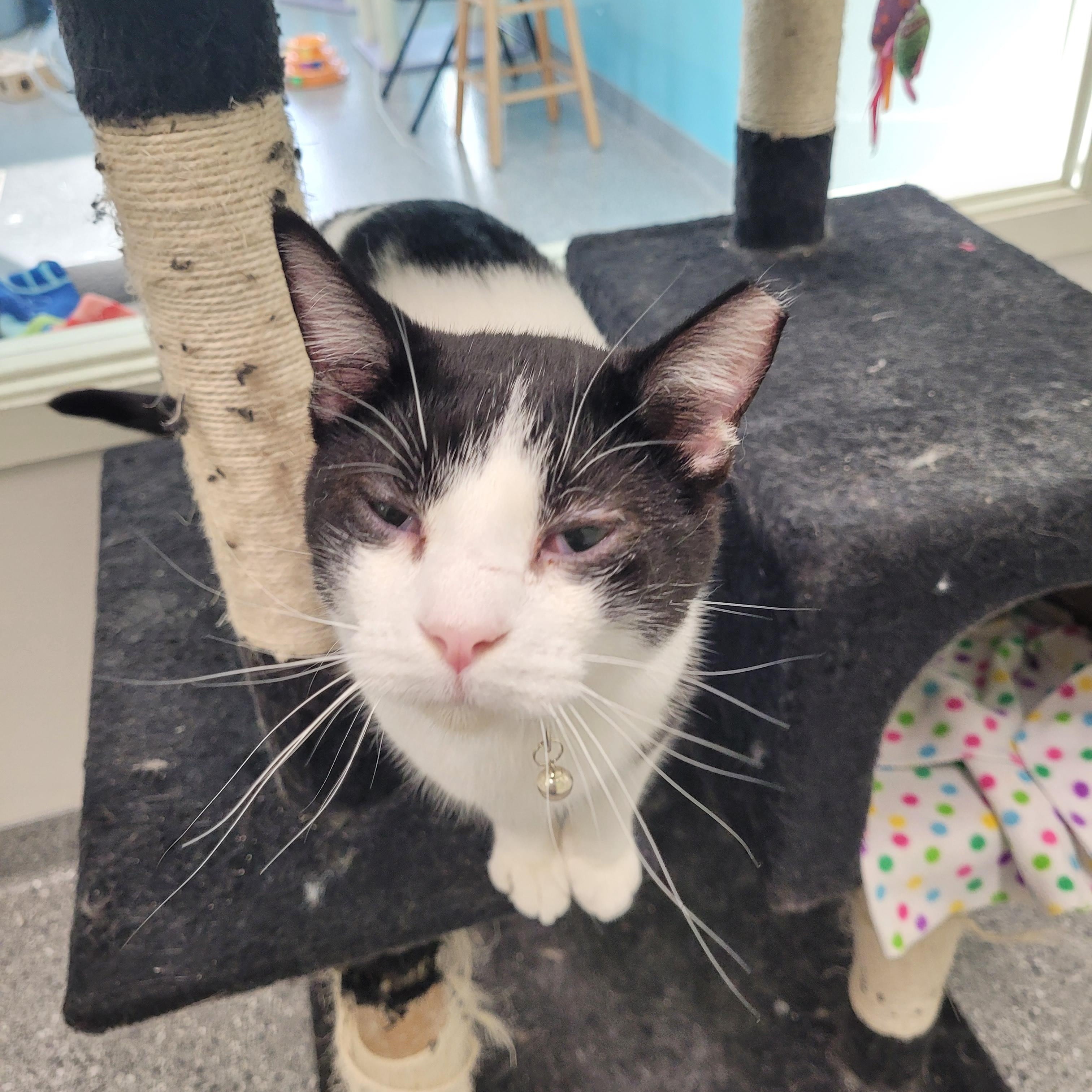 Batman, Adoptable, Adult Female Domestic Short Hair.