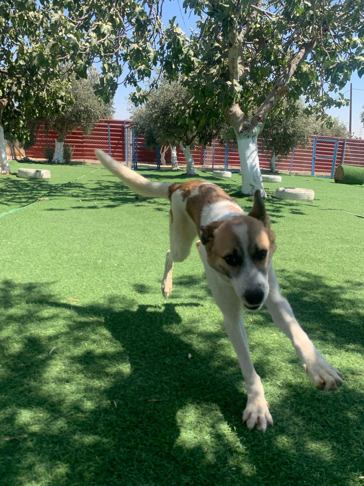 Fareed, the Unique Special Boy, Adoptable, Young Male Canaan Dog.
