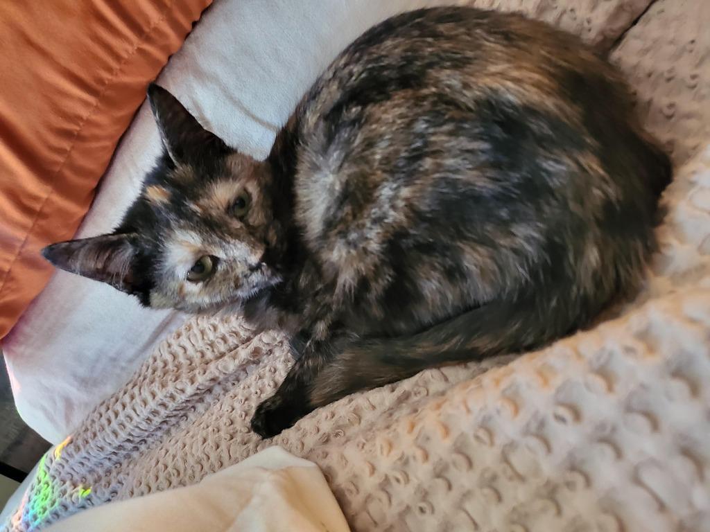 Goldie, Adoptable, Kitten Female Domestic Short Hair.