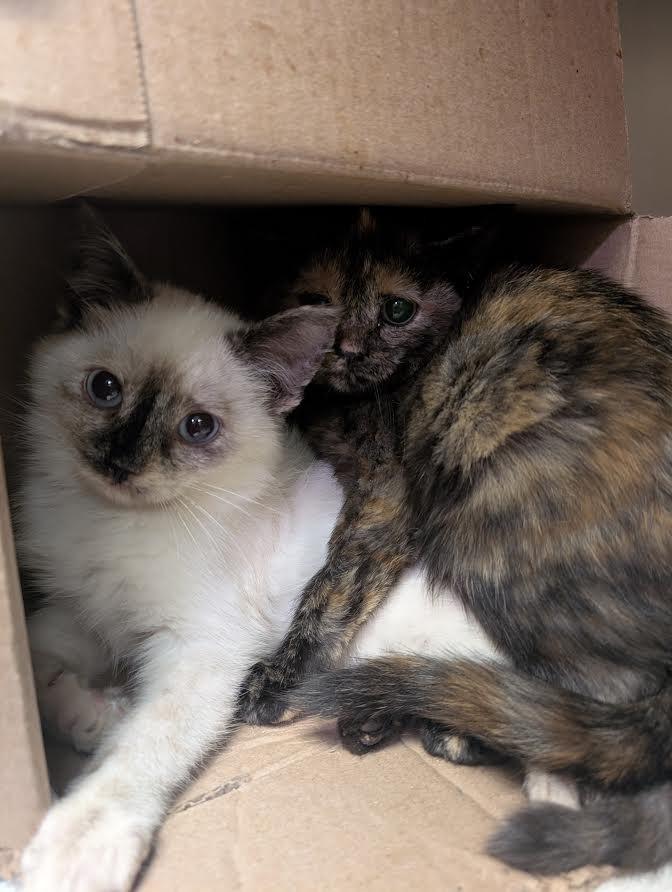 Goldie, Adoptable, Kitten Female Domestic Short Hair.