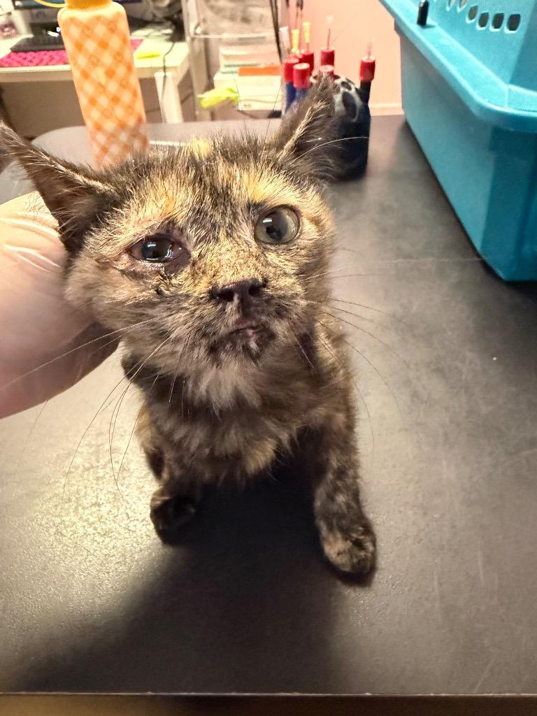 Enlarge Goldie, a Adoptable mixed breed in New Braunfels, TX image 2/2