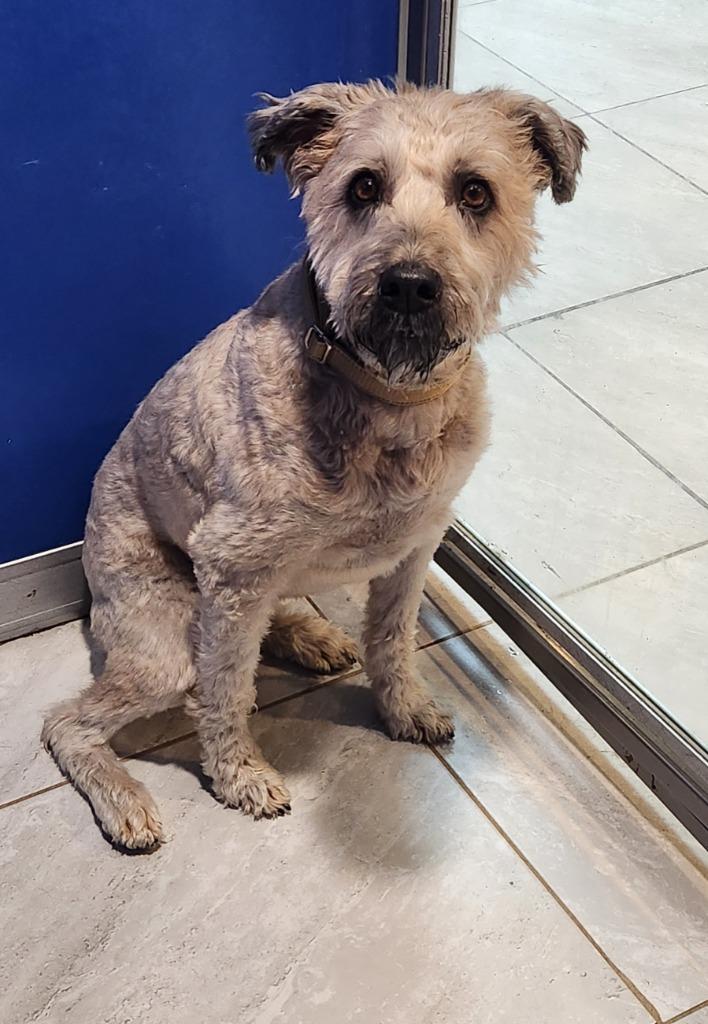 Enlarge Roxy, a Adoptable Wheaten Terrier in Walnutport, PA image 1/2