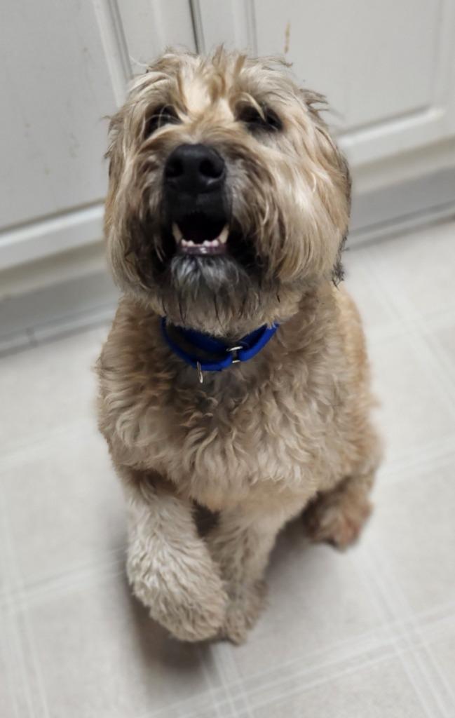 Enlarge Roxy, a Adoptable Wheaten Terrier in Walnutport, PA image 2/2