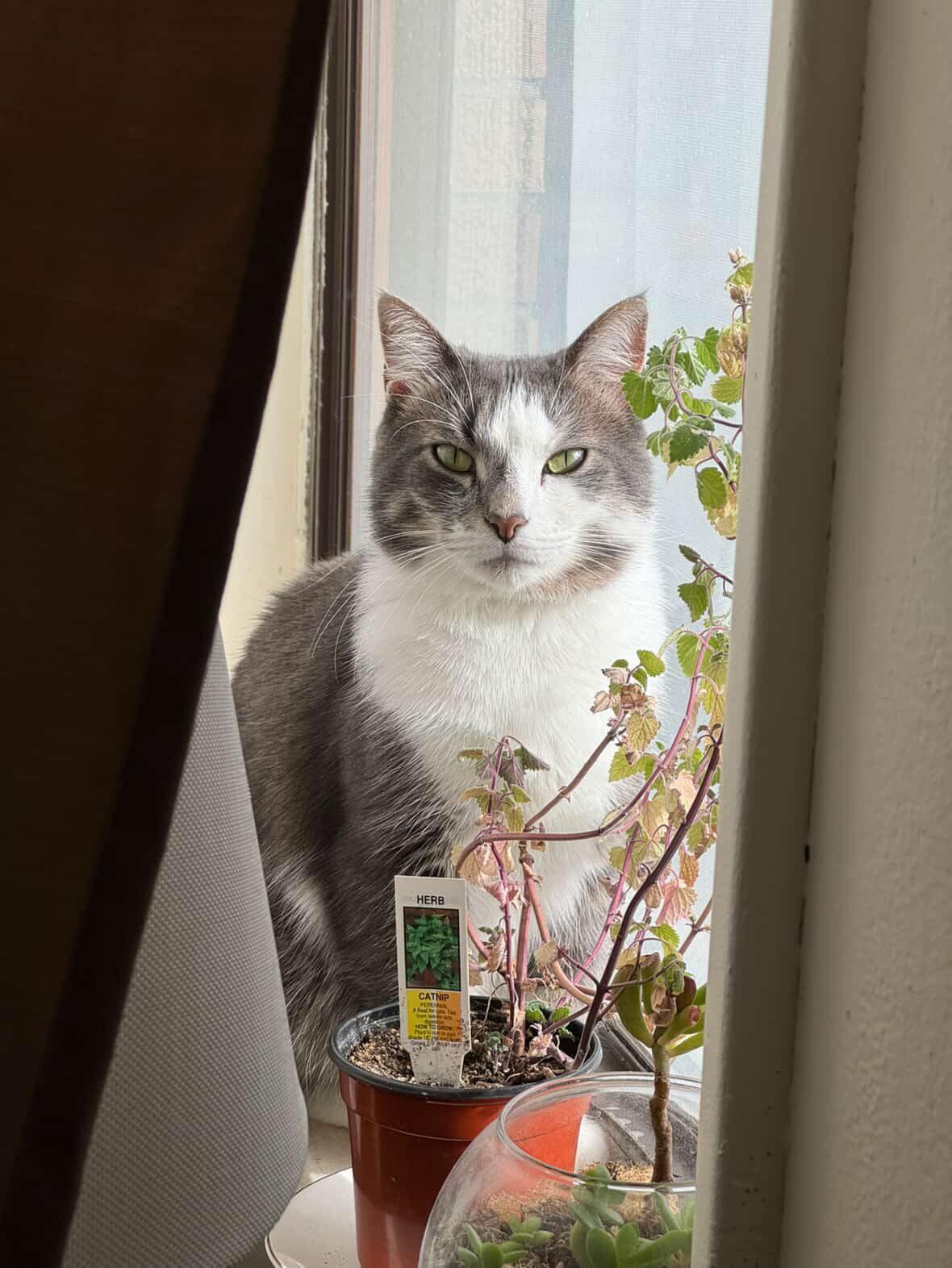 Parker, a ADOPTABLE Domestic Short Hair in Levittown, PA image 3/6