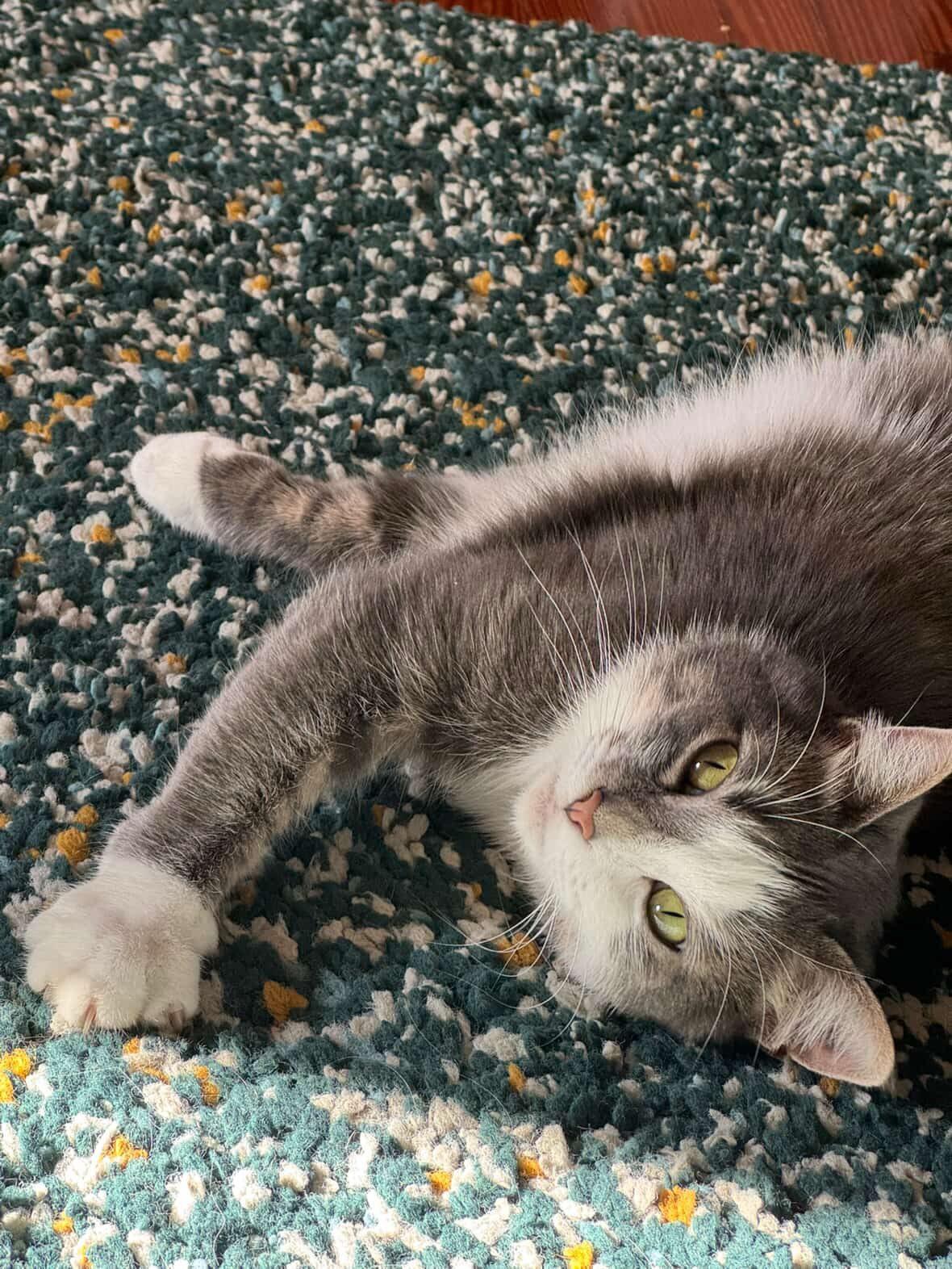 Parker, a ADOPTABLE Domestic Short Hair in Levittown, PA image 4/6