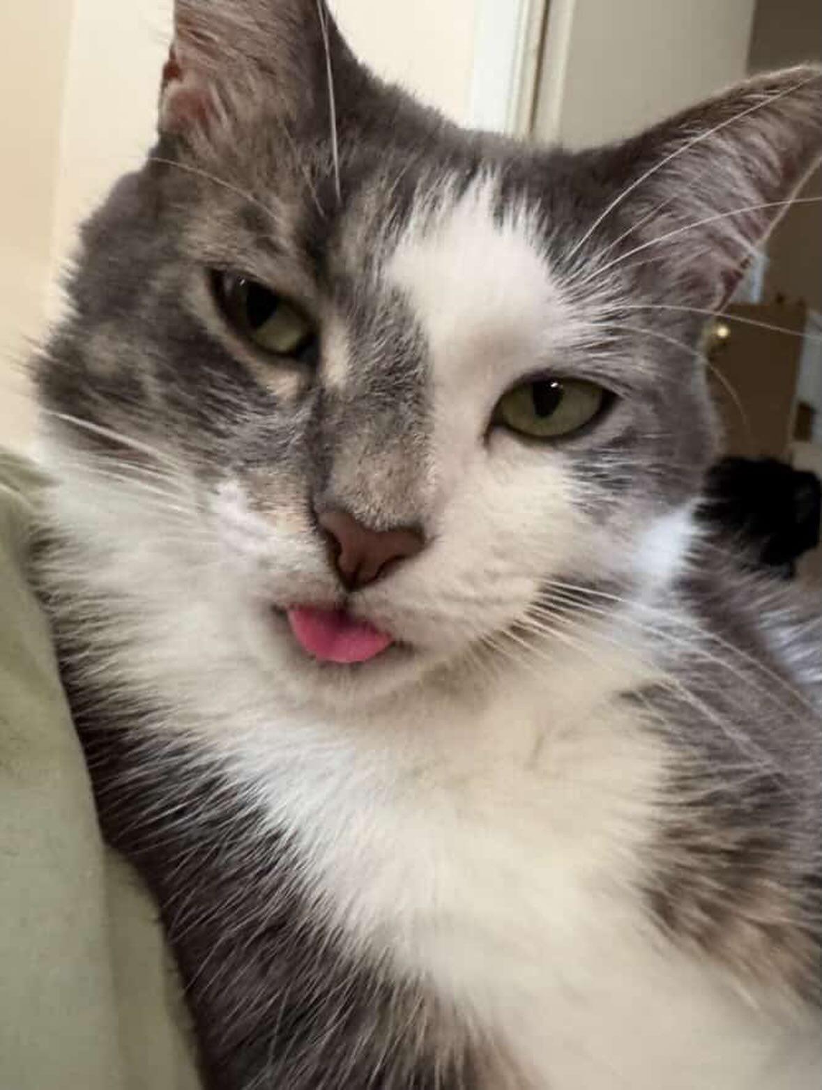 Parker, a ADOPTABLE Domestic Short Hair in Levittown, PA image 2/6