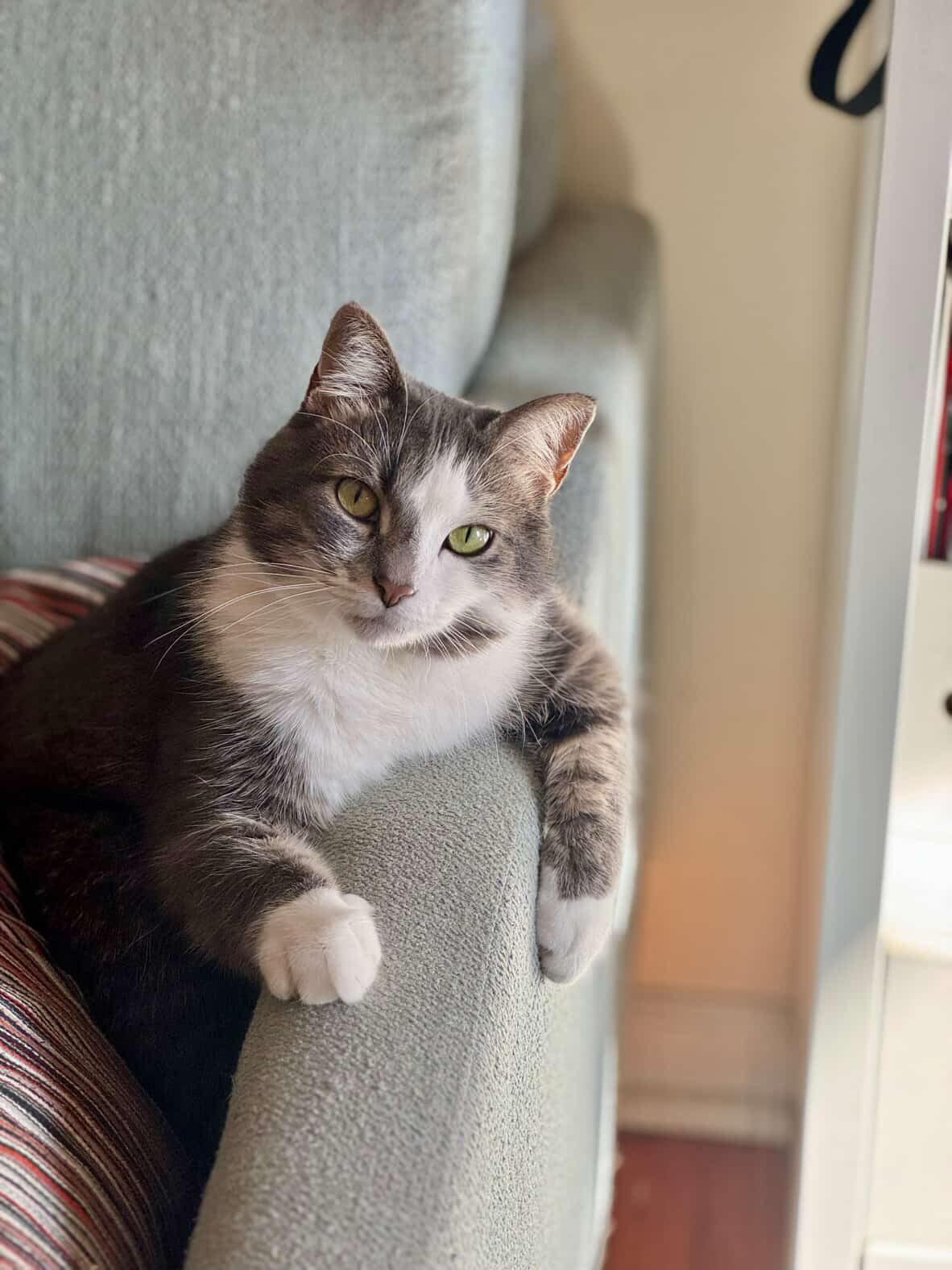 Parker, ADOPTABLE, Adult Female Domestic Short Hair.