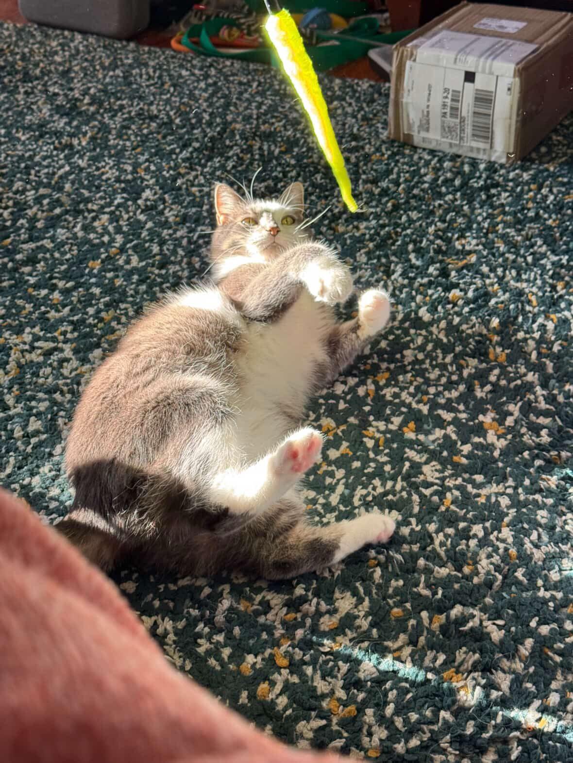 Parker, a ADOPTABLE Domestic Short Hair in Levittown, PA image 6/6