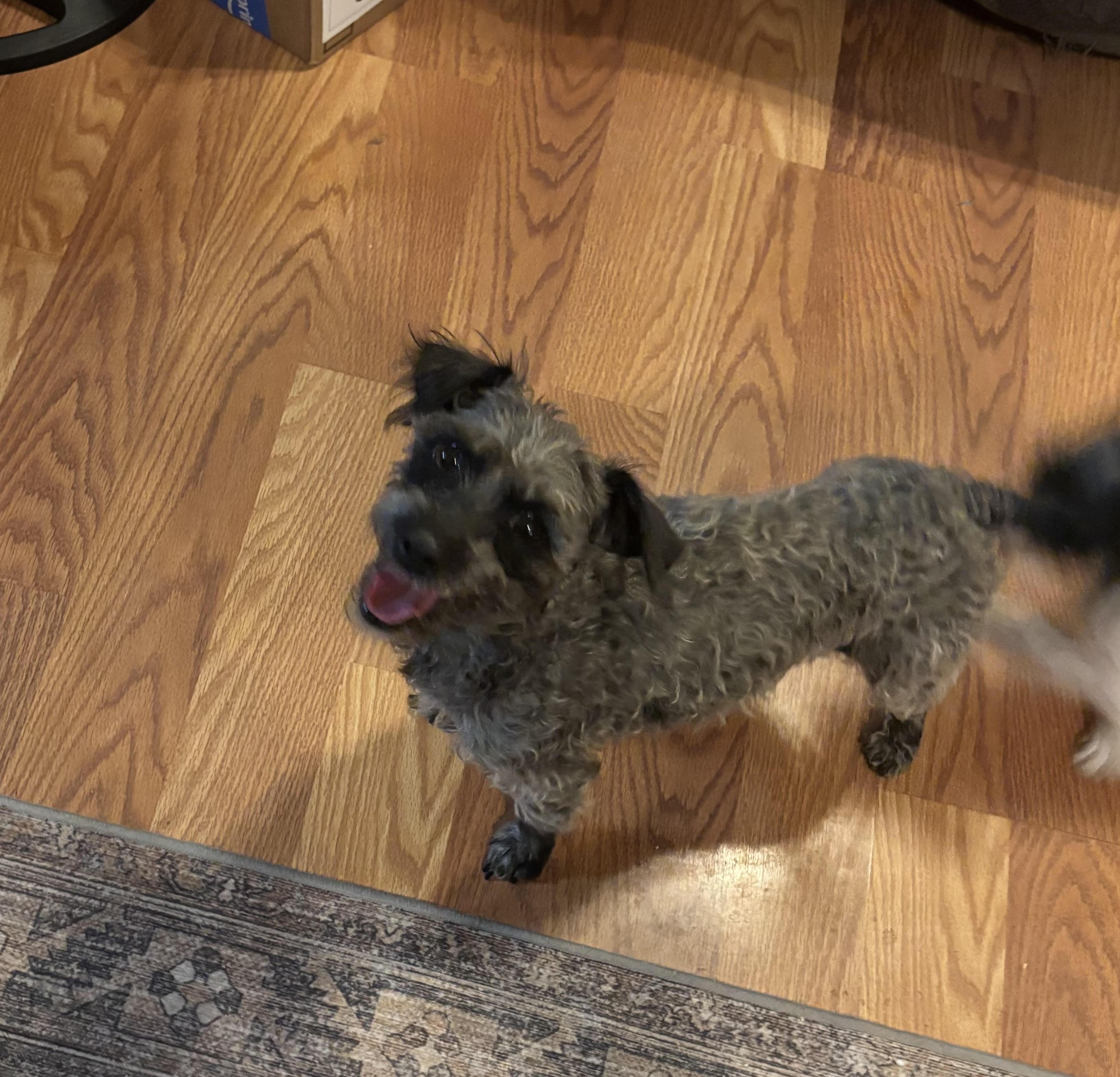 Electra, ADOPTABLE, Adult Female Poodle.