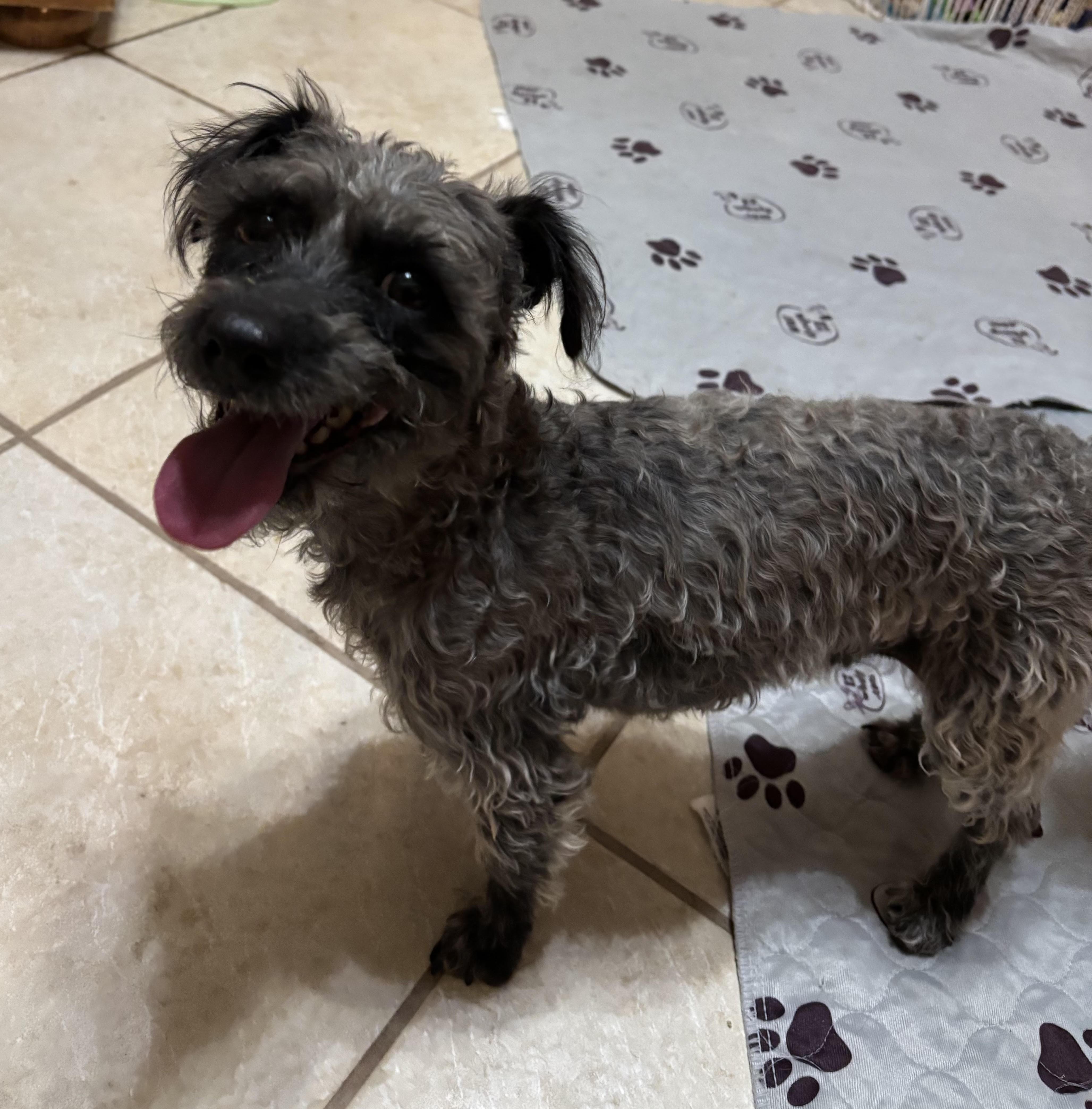 Electra, a ADOPTABLE mixed breed in Huachuca City, AZ image 2/5