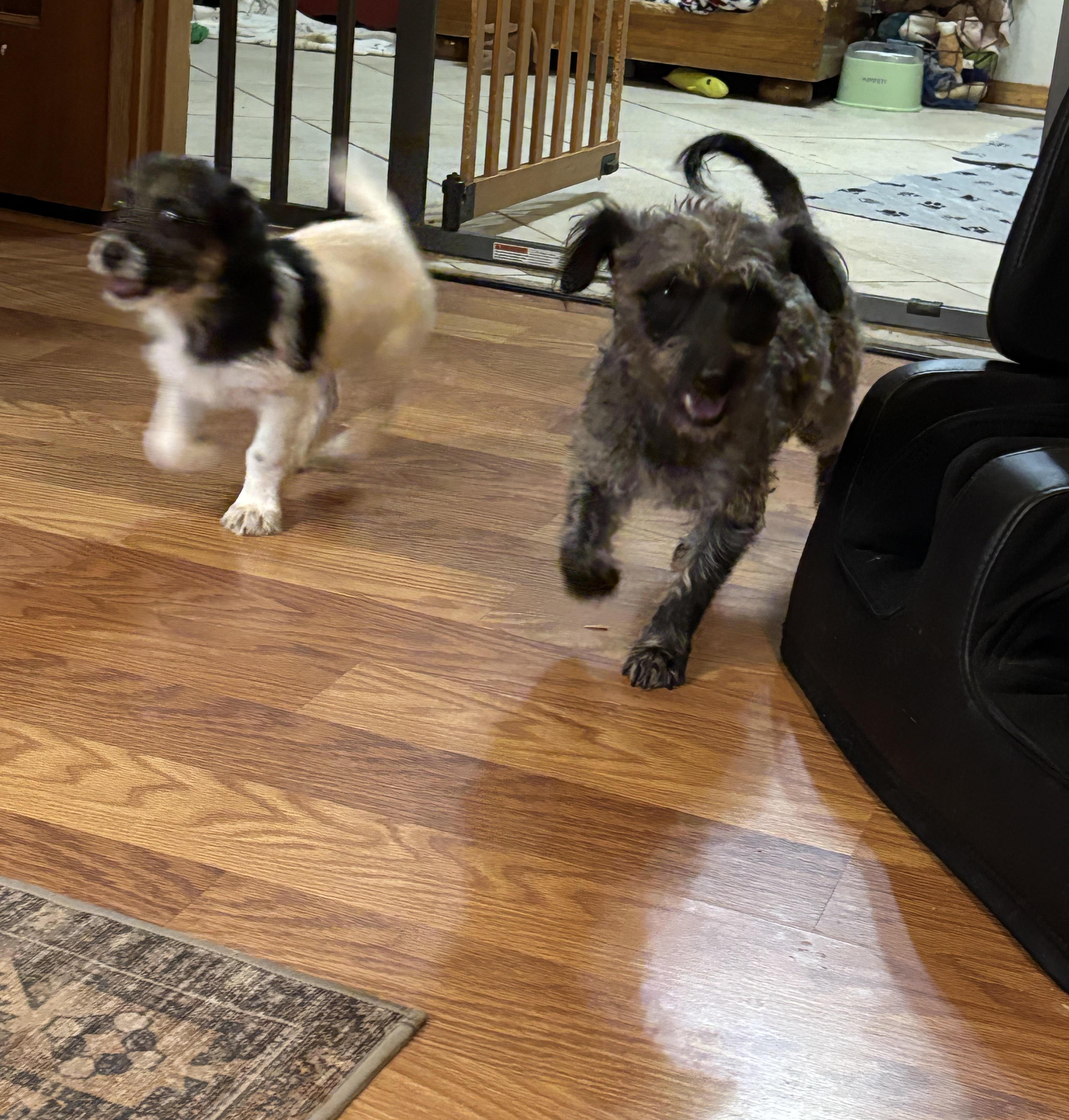 Electra, a ADOPTABLE mixed breed in Huachuca City, AZ image 4/5