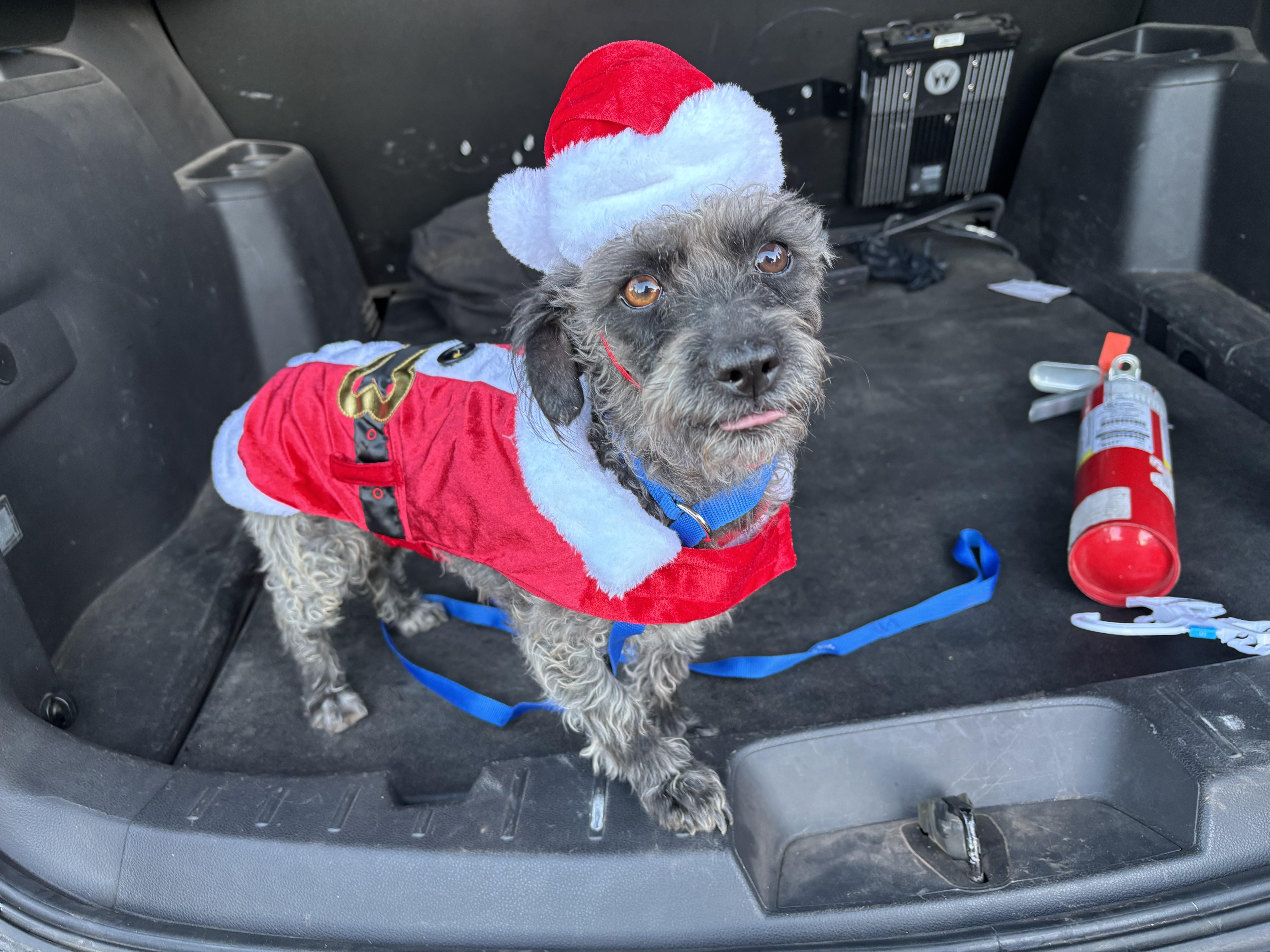 Electra, a ADOPTABLE mixed breed in Huachuca City, AZ image 5/5