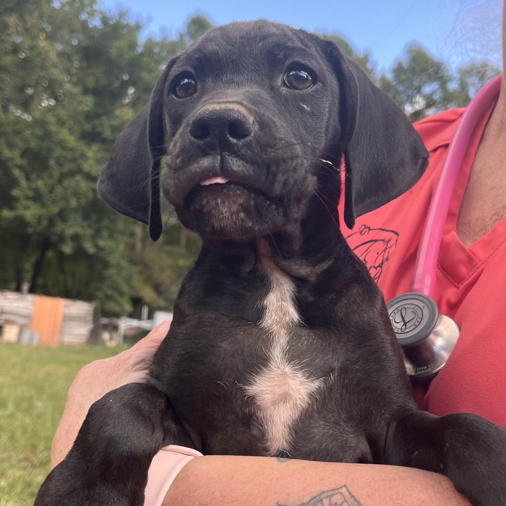 Pokemon Pup 5, Adoptable, Puppy Male Plott Hound.