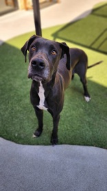 Peanut, a Adopted mixed breed in Carrollton, TX image 5/6