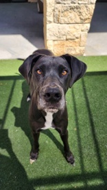 Peanut, a Adopted mixed breed in Carrollton, TX image 2/6