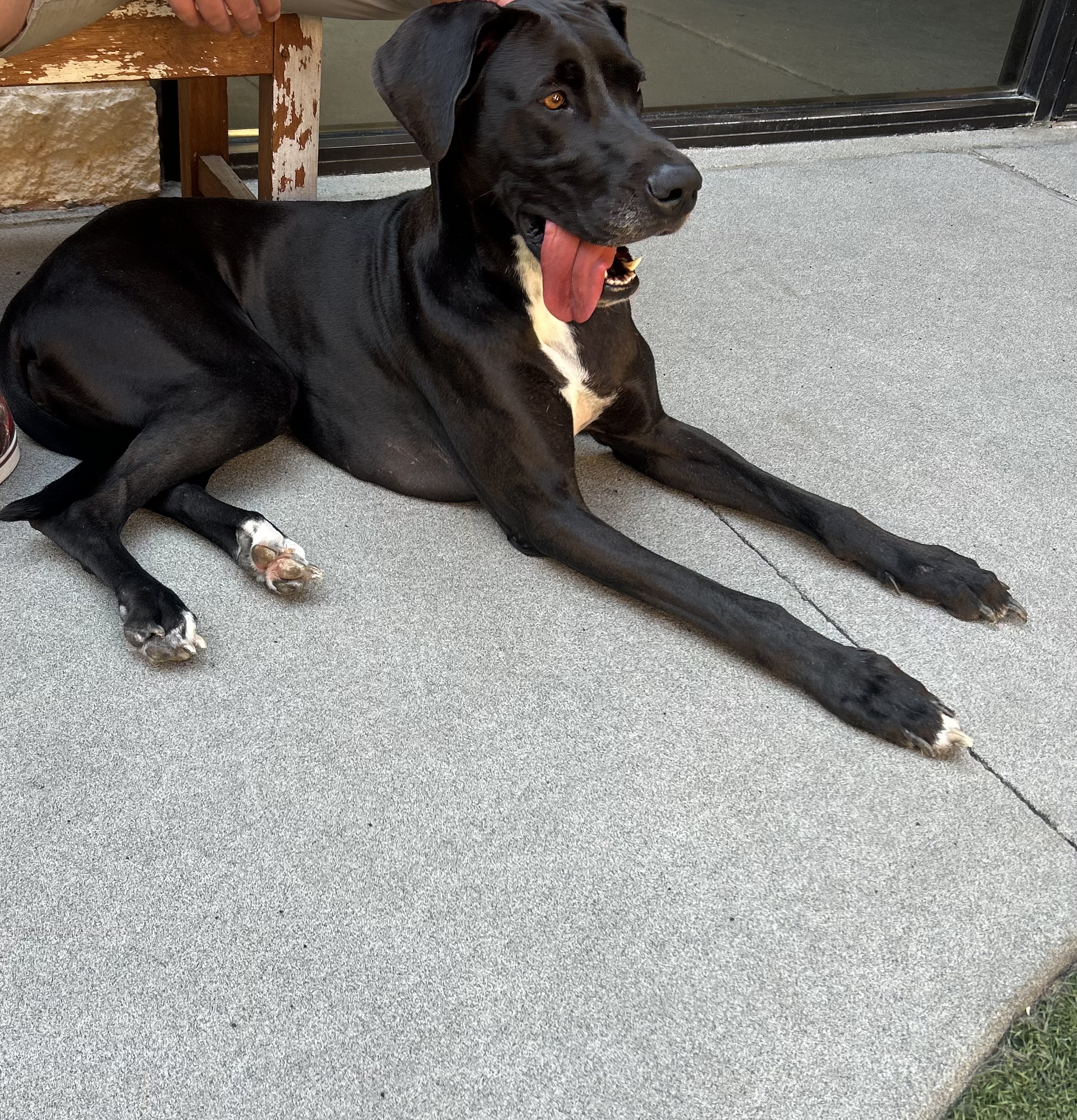 Peanut, a Adopted mixed breed in Carrollton, TX image 4/6