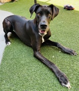 Peanut, a Adopted mixed breed in Carrollton, TX image 3/6