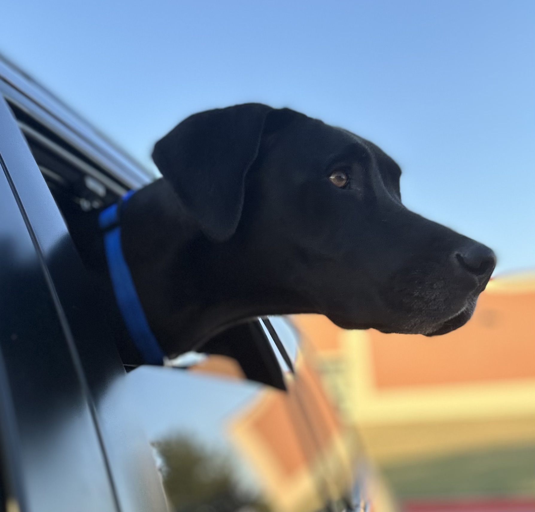 Peanut, Adopted, Adult Female Great Dane.