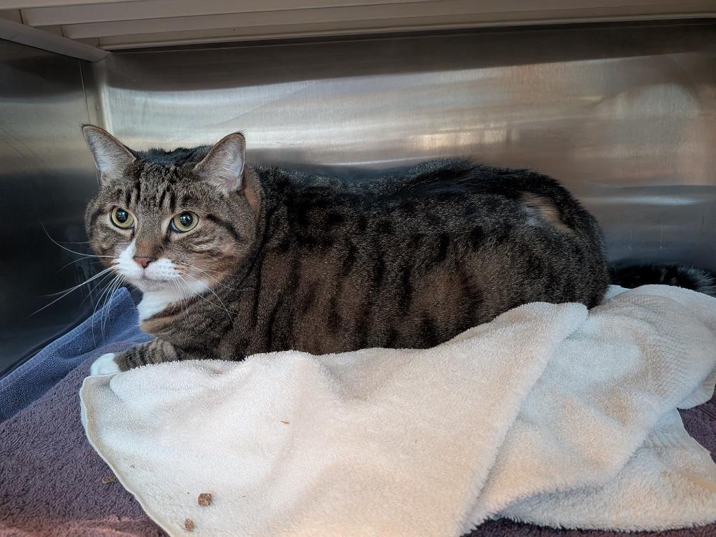 Mufasa, Adoptable, Adult Male Domestic Short Hair.