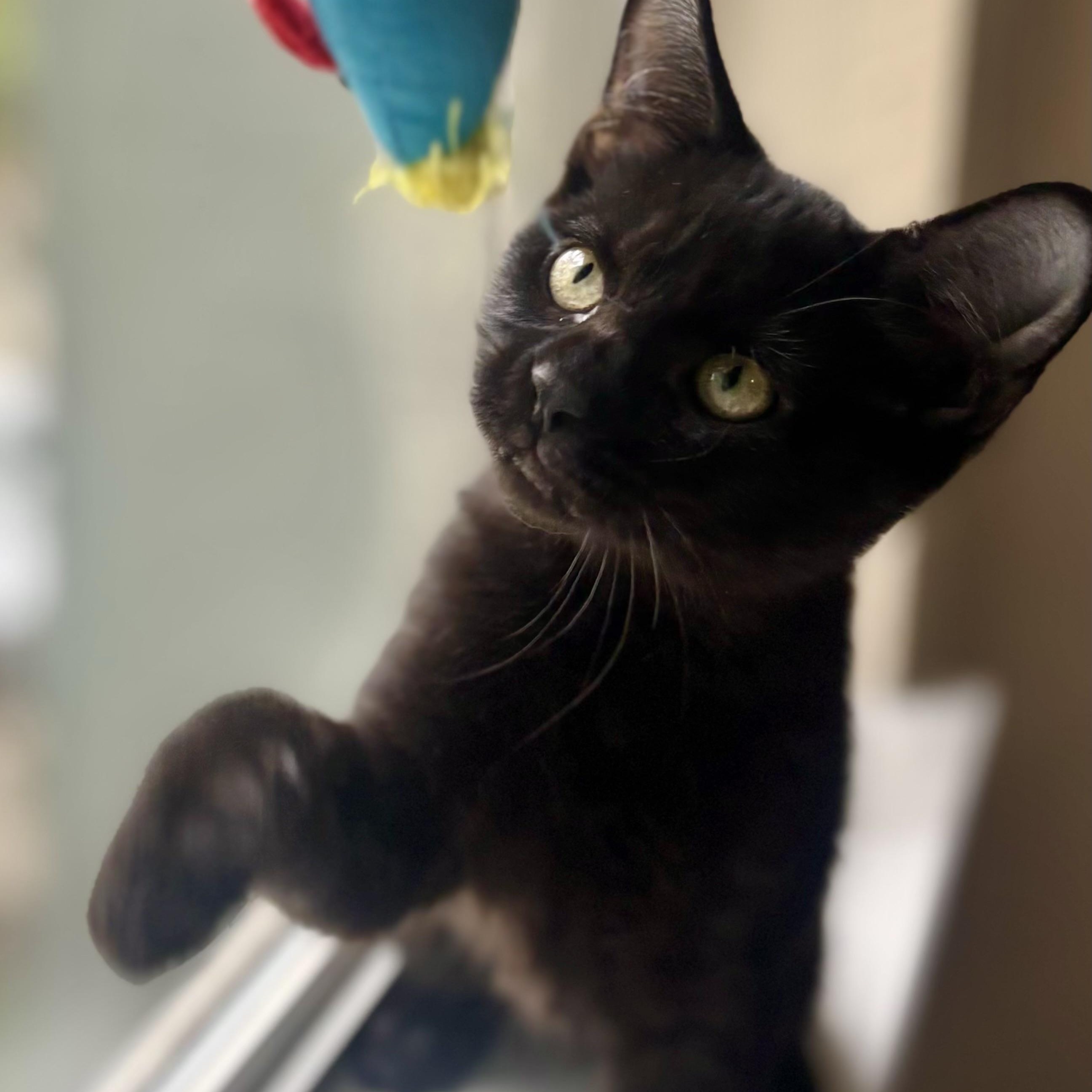 Enlarge Alegre, a Adoptable mixed breed in Krum, TX image 1/6