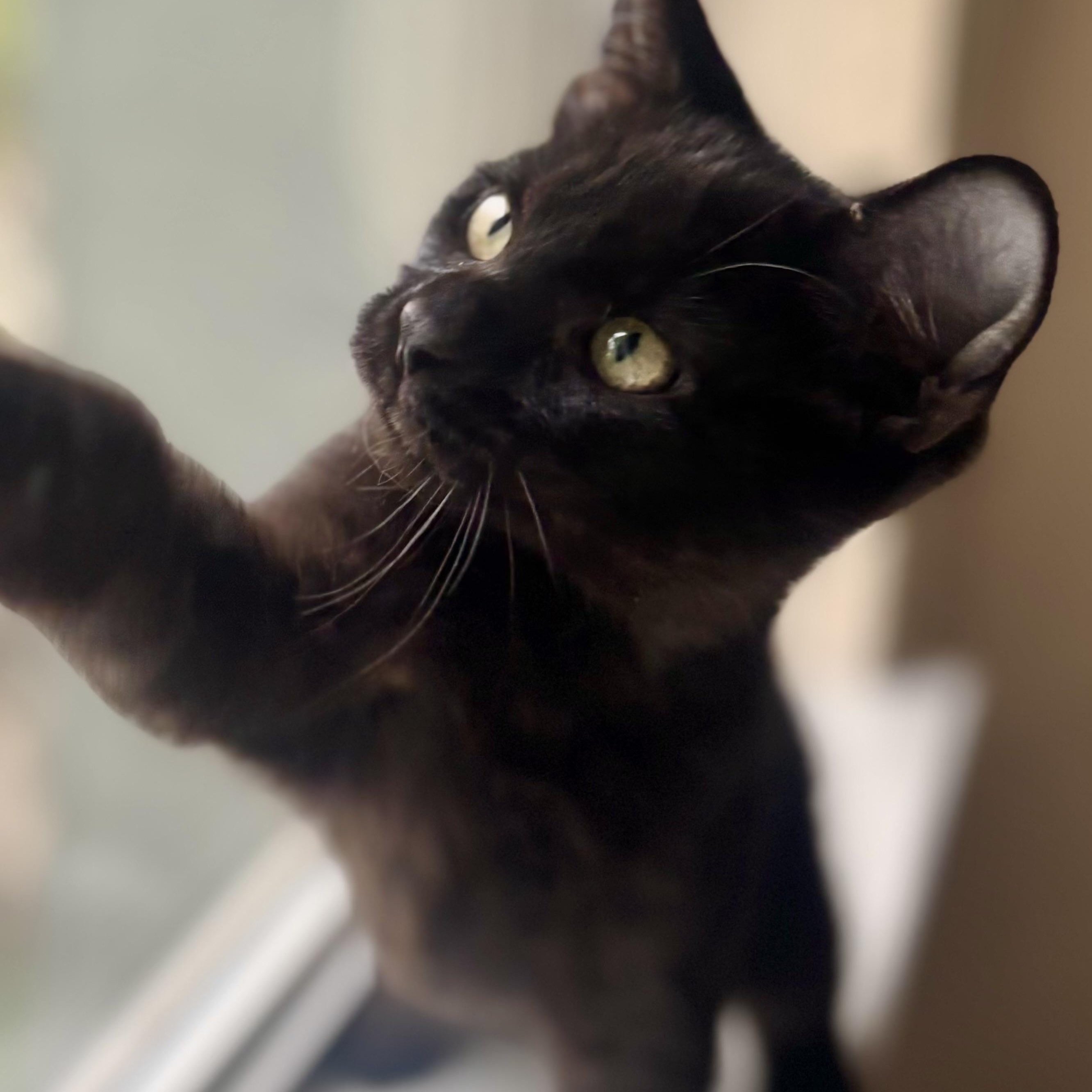 Enlarge Alegre, a Adoptable mixed breed in Krum, TX image 5/6