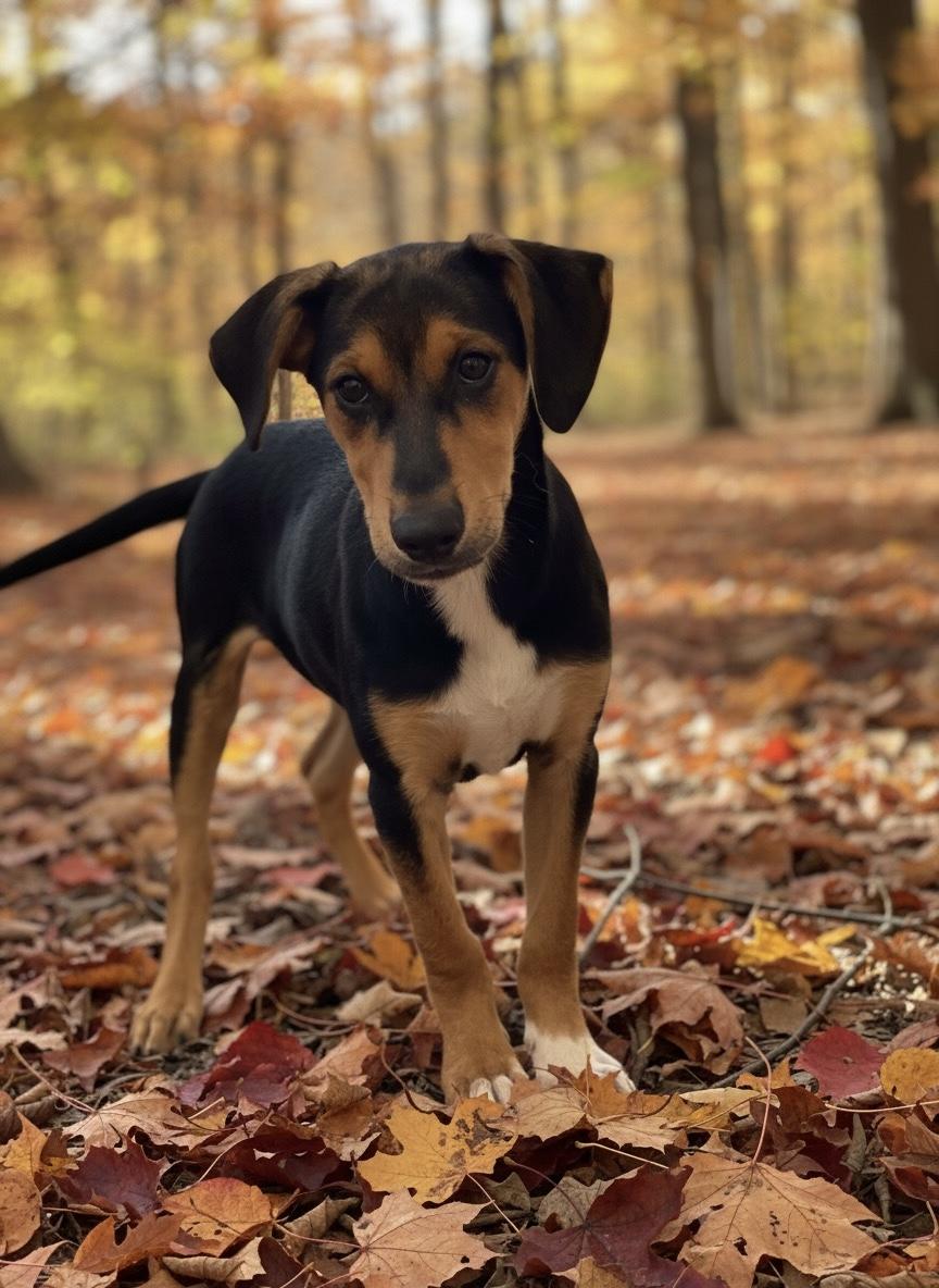 Enlarge Scout, a Adoptable mixed breed in Hillsdale, NY image 4/4