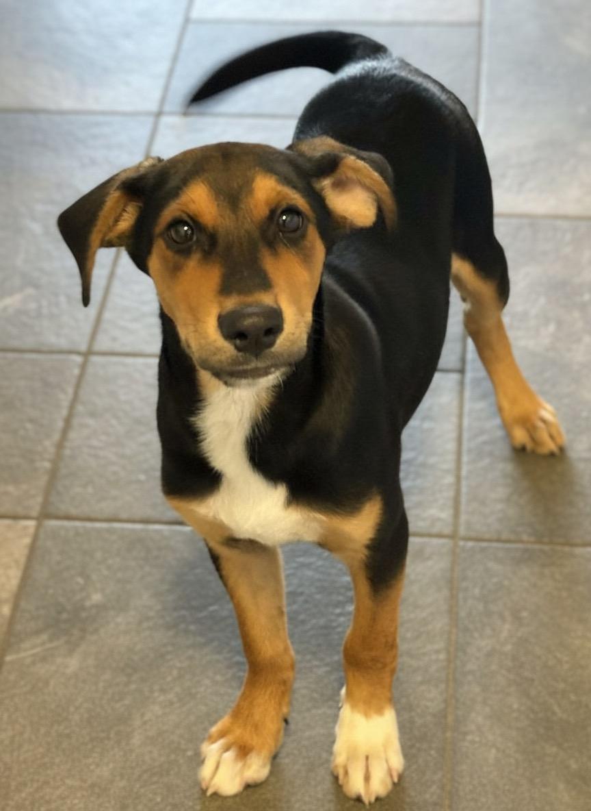 Enlarge Scout, a Adoptable mixed breed in Hillsdale, NY image 2/4