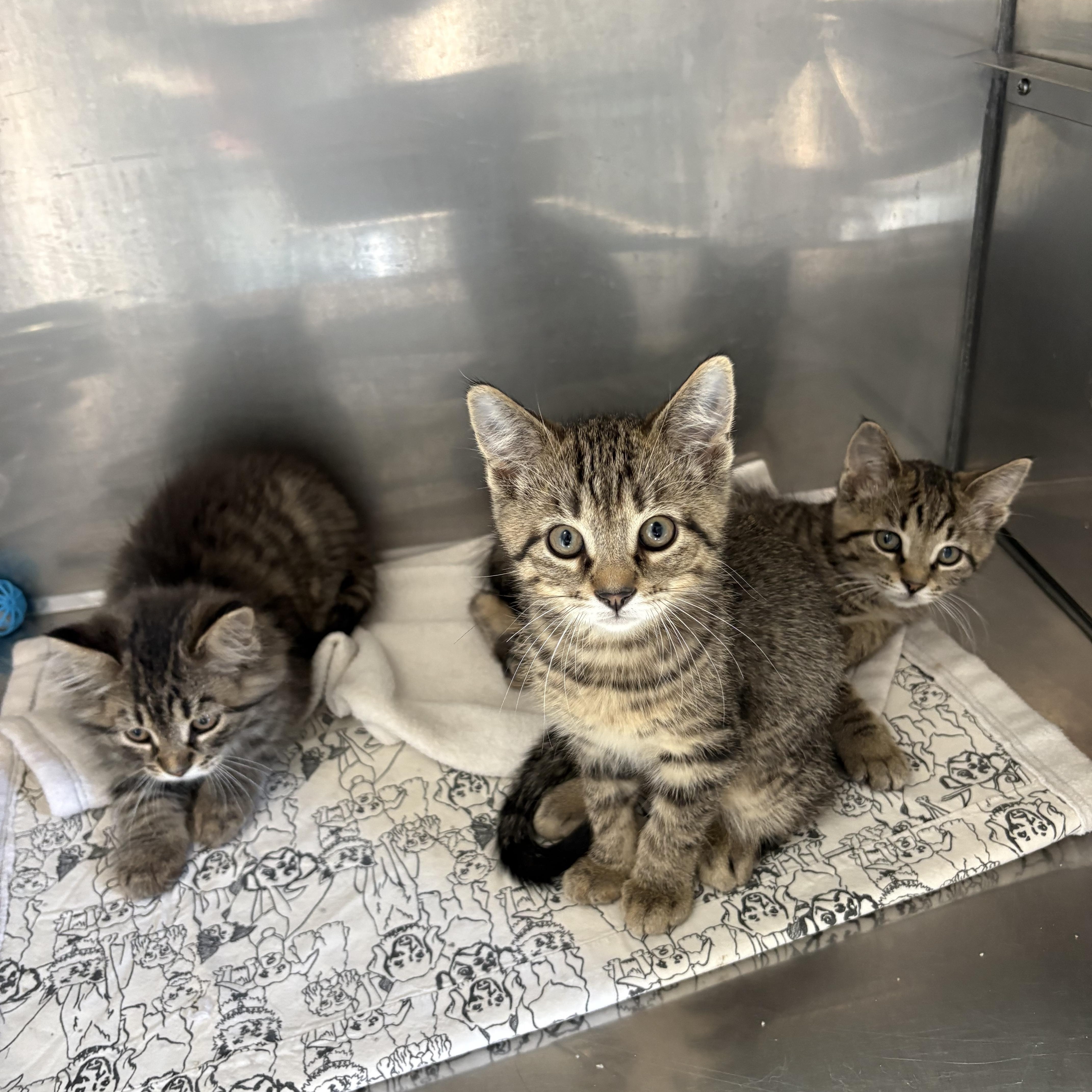 Enlarge Walleye, Wade, and Willy, a ADOPTABLE American Shorthair in Big Rapids, MI image 3/3