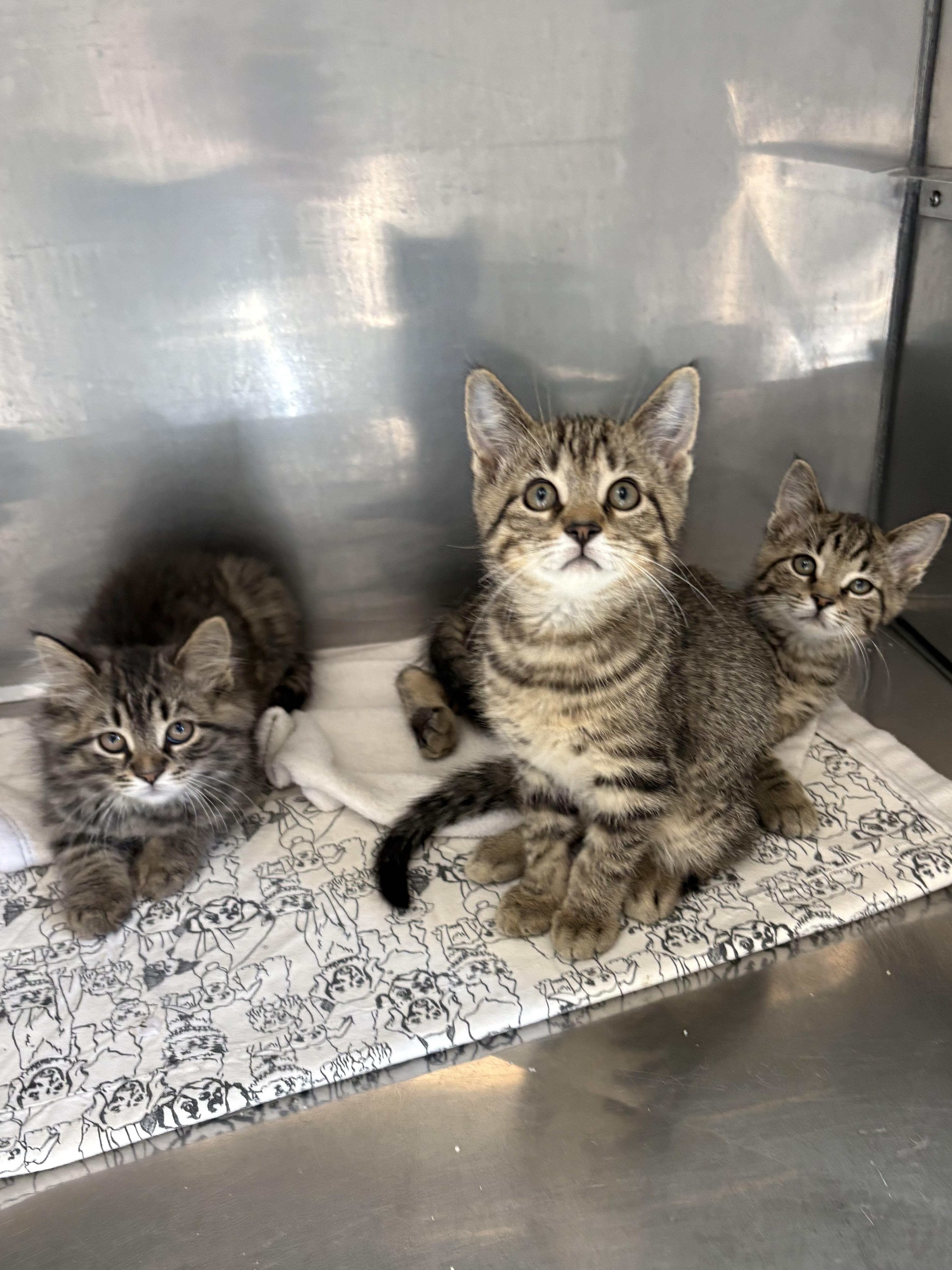 Enlarge Walleye, Wade, and Willy, a ADOPTABLE American Shorthair in Big Rapids, MI image 1/3