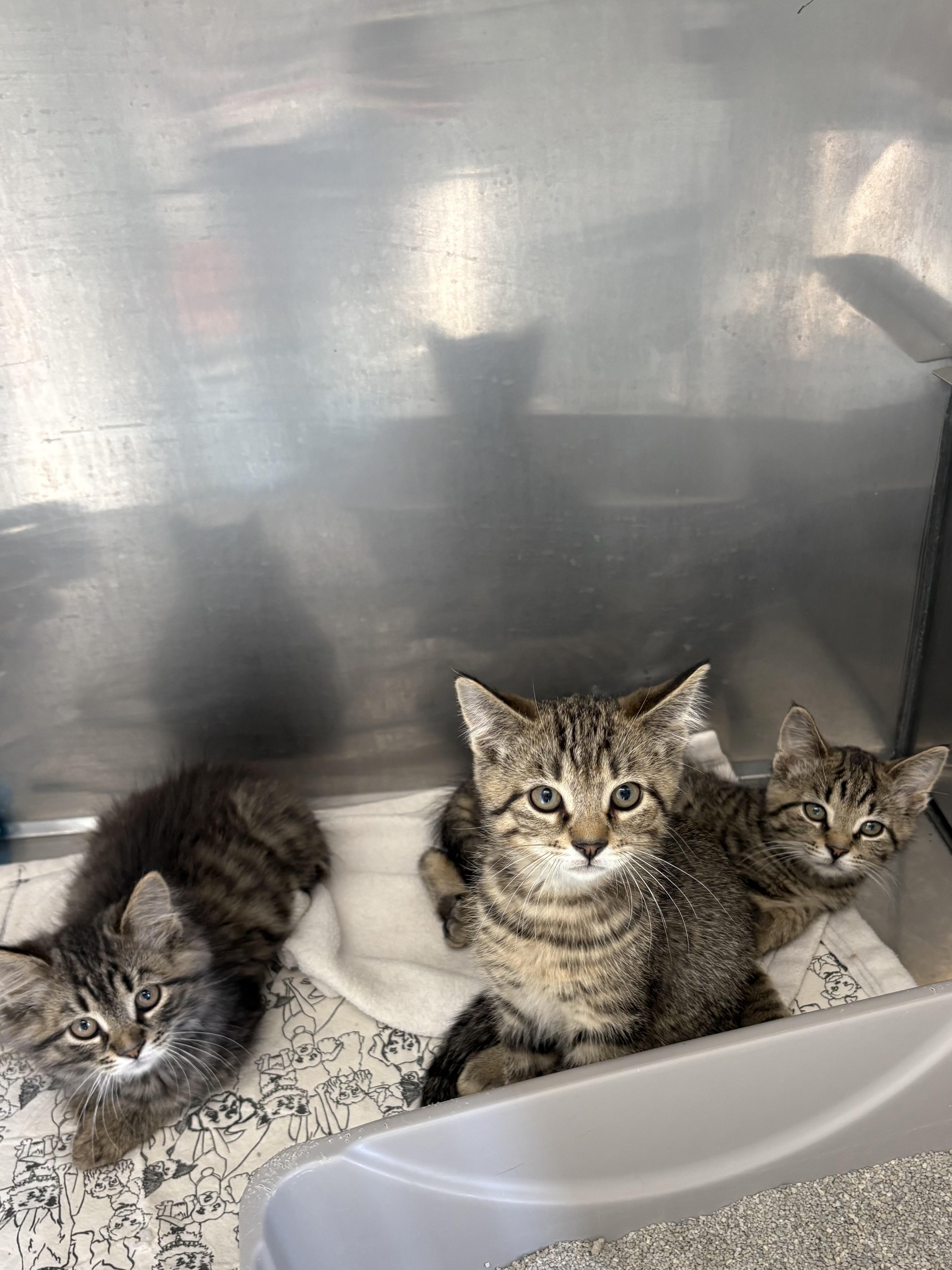 Enlarge Walleye, Wade, and Willy, a ADOPTABLE American Shorthair in Big Rapids, MI image 2/3