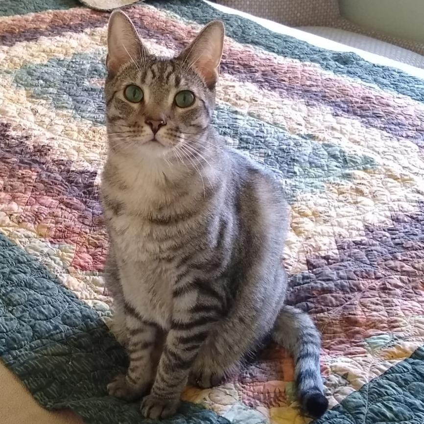 Toast, Adoptable, Adult Male Domestic Short Hair.