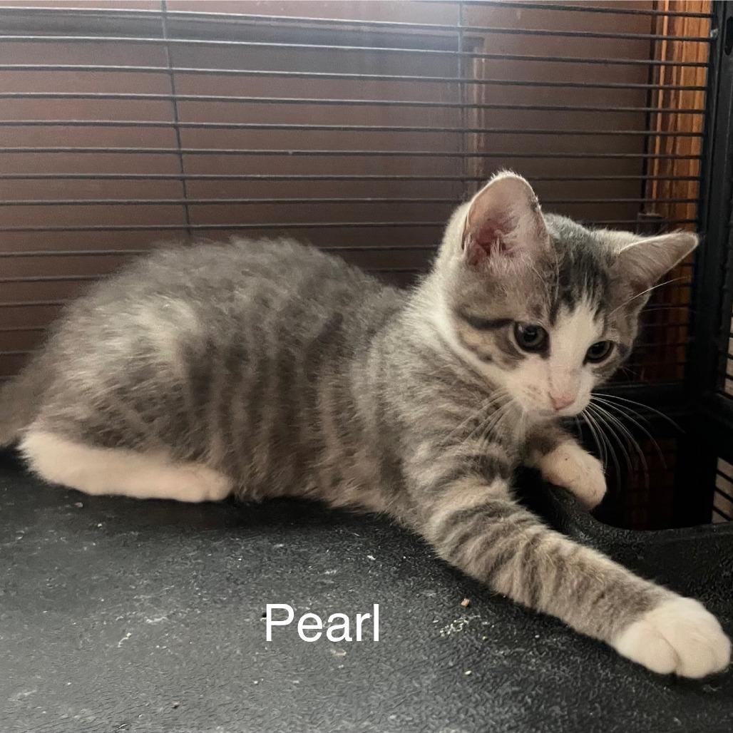 Enlarge Pearl, a Adoptable Domestic Short Hair in Hanna City, IL image 1/2